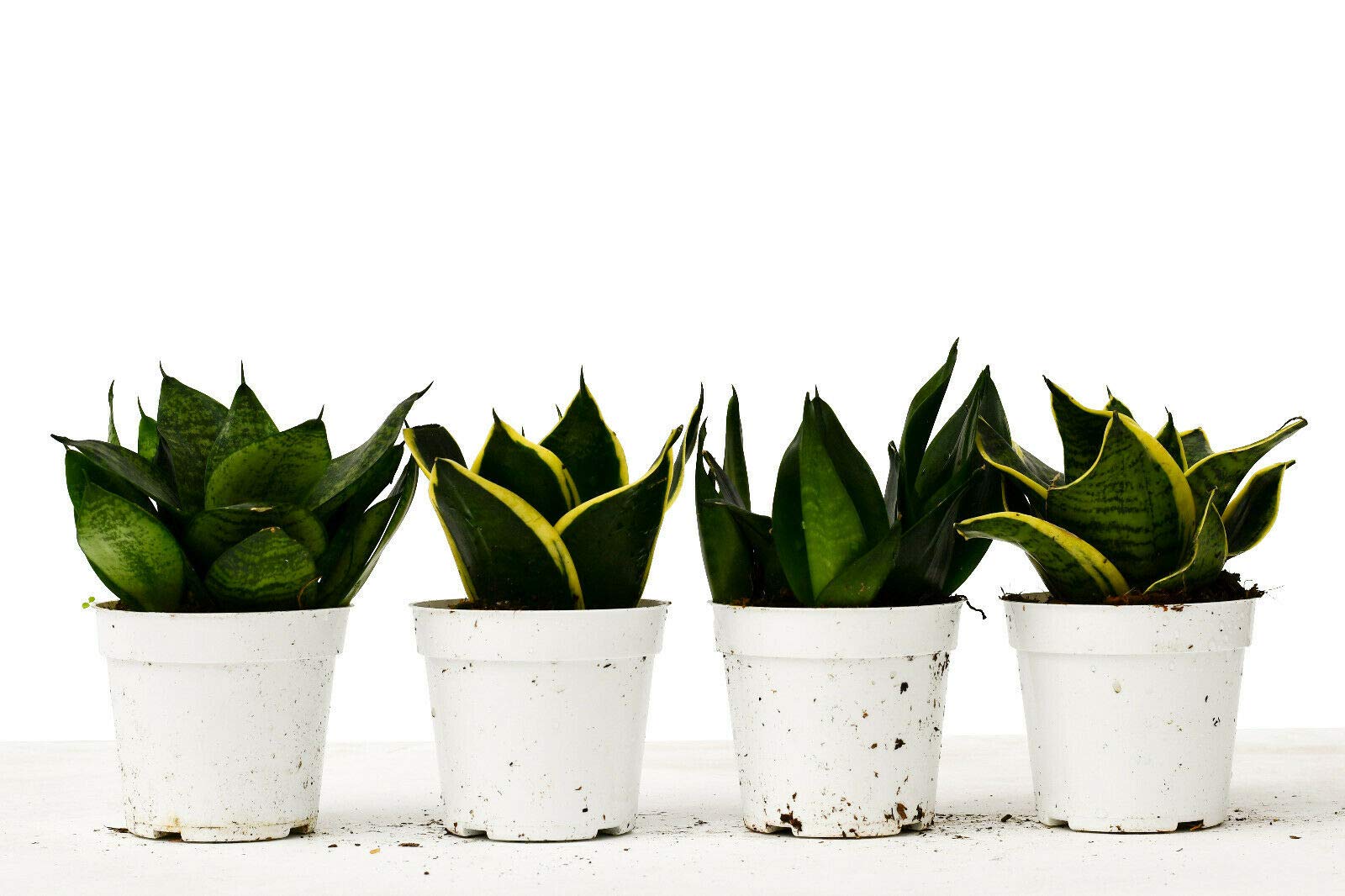 4 Different Snake Plants (Sansevieria) in 4