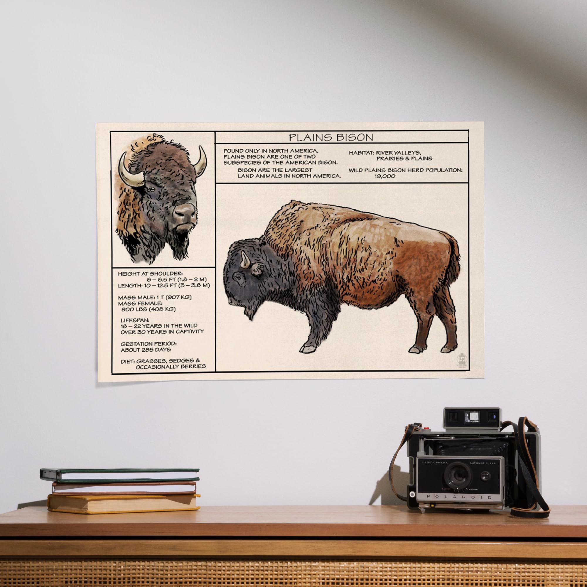 Lantern Press 16x24 Inch Giclee Art Print - Plains Bison Wall Decor | High-Quality Fine Art Reproduction for Living Room, Bedroom & Office