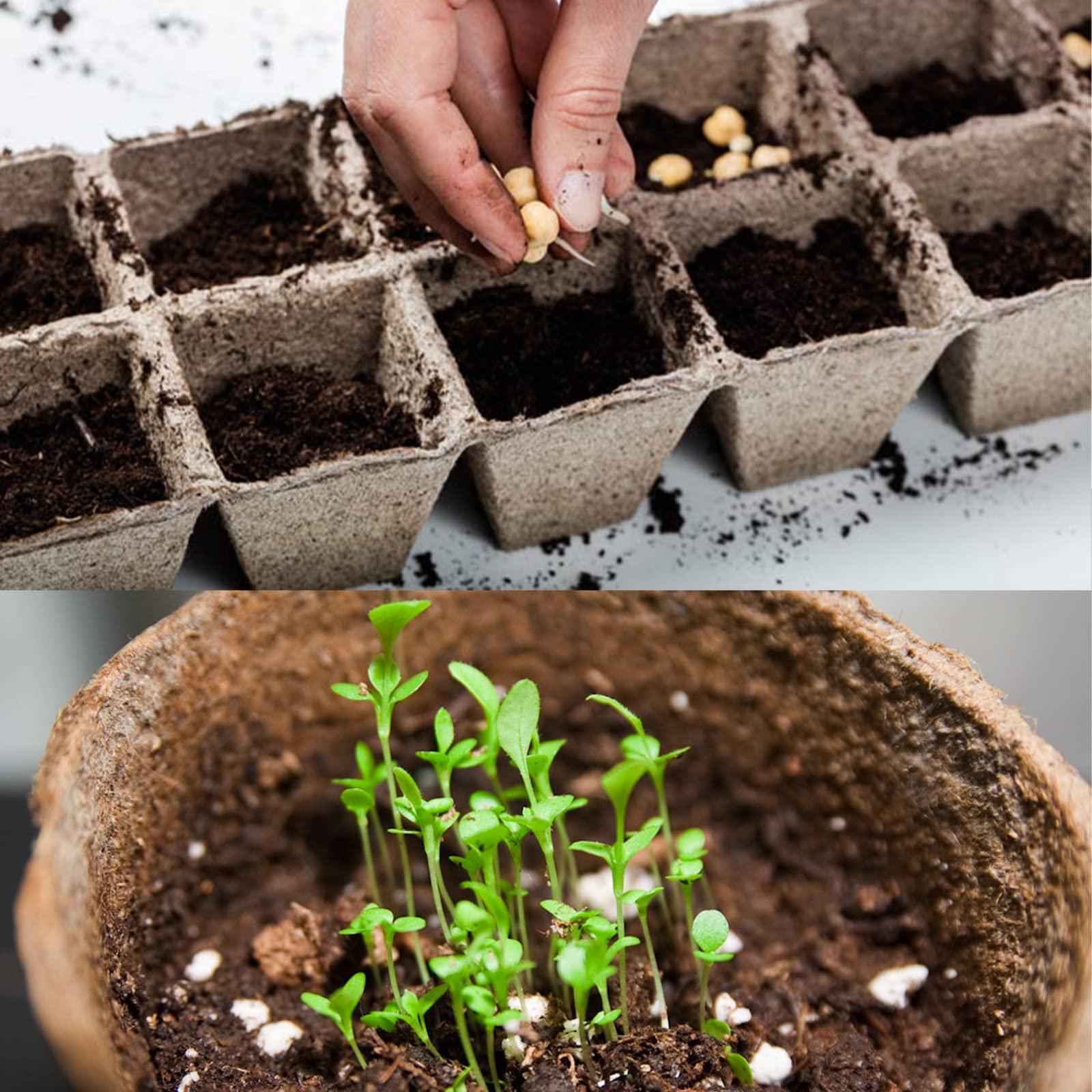 Organic Peat Moss for Plants - Soil Amendment & Carnivorous Plant Media (1qt) - Perfect for Gardening & Root Enrichment