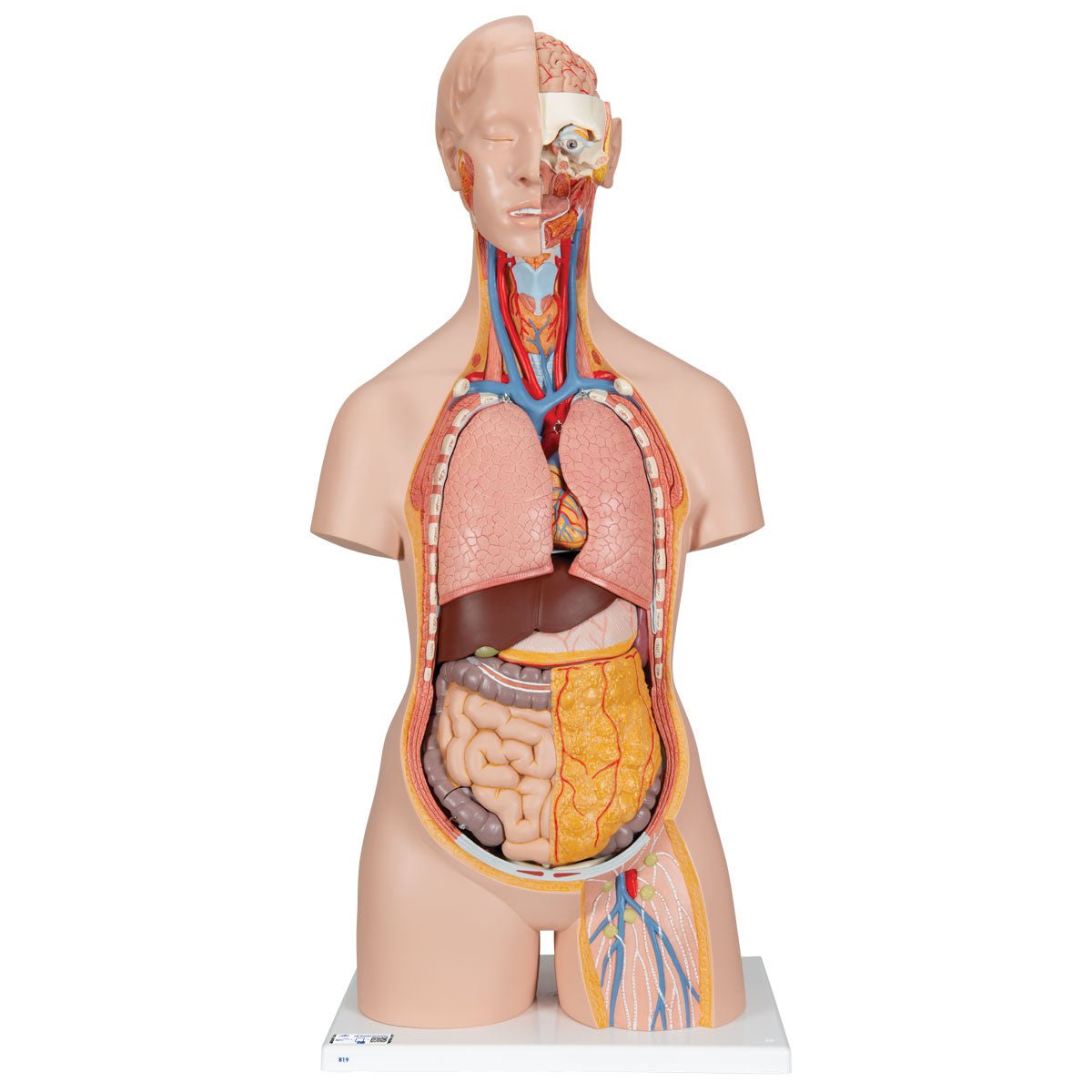 Unisex Anatomical Torso Model with Open Back - 18-Part Human Body Anatomy for Medical Students & Educators - Perfect for Classroom, Lab & Study Use