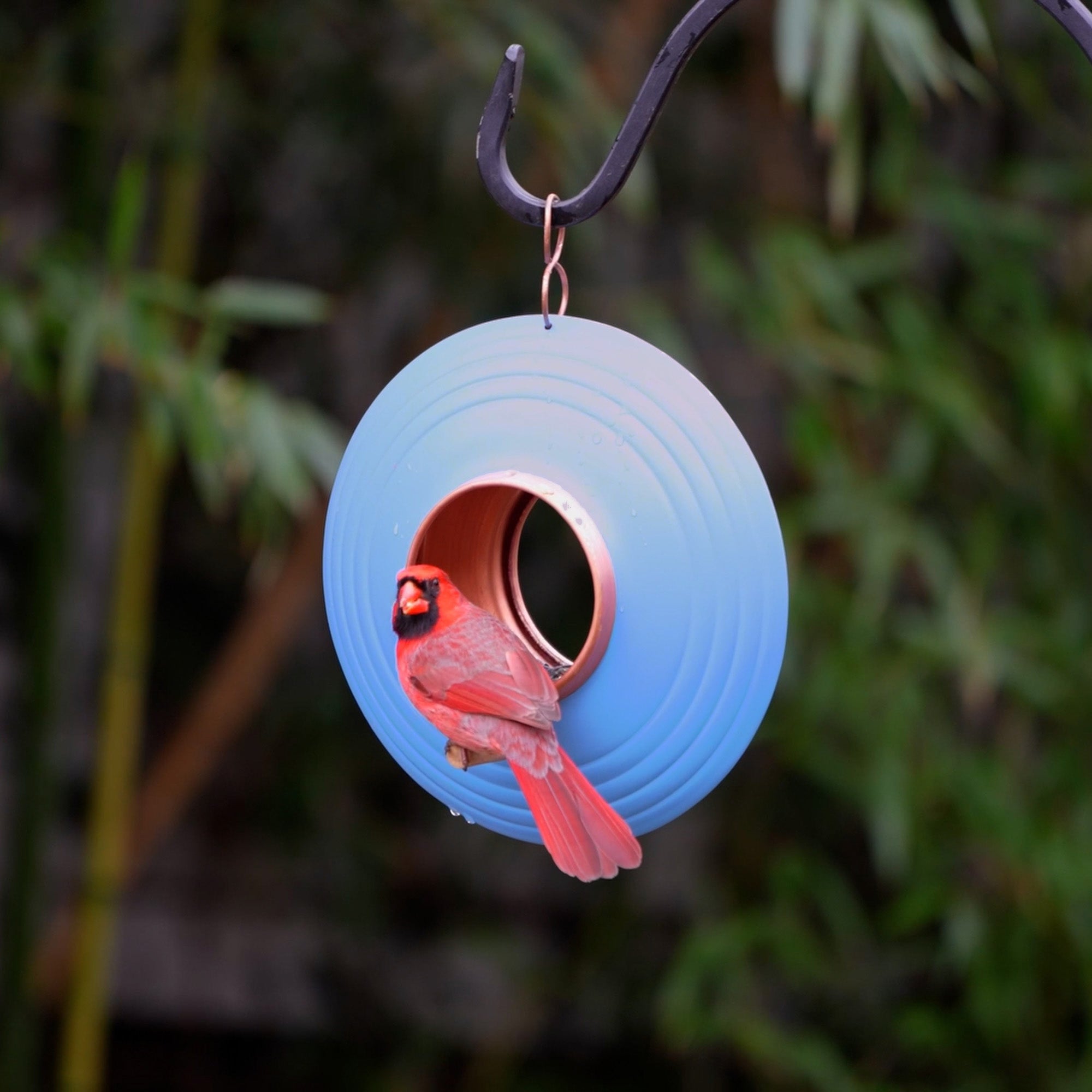 Azure Fly Thru™ Bird Feeder - Squirrel Proof Hanging Bird Feeder for Outdoor Garden, Yard & Patio - Attracts Cardinals, Finches & Wild Birds (Perfect for Bird Watching & Nature Lovers)