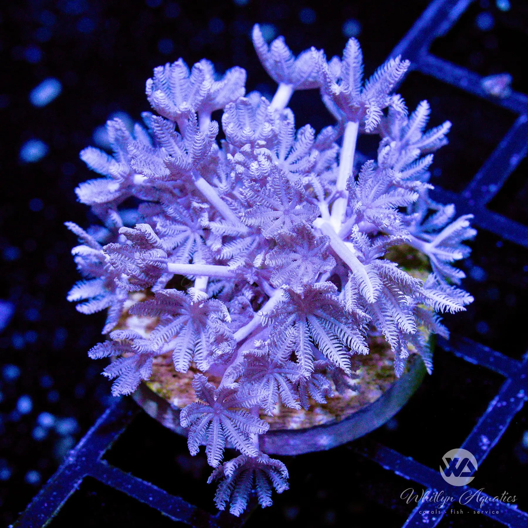 Pulsing Xenia Coral - Clove Daisy Polyp for Saltwater Aquarium - Perfect for Reef Tanks & Marine Aquascaping
