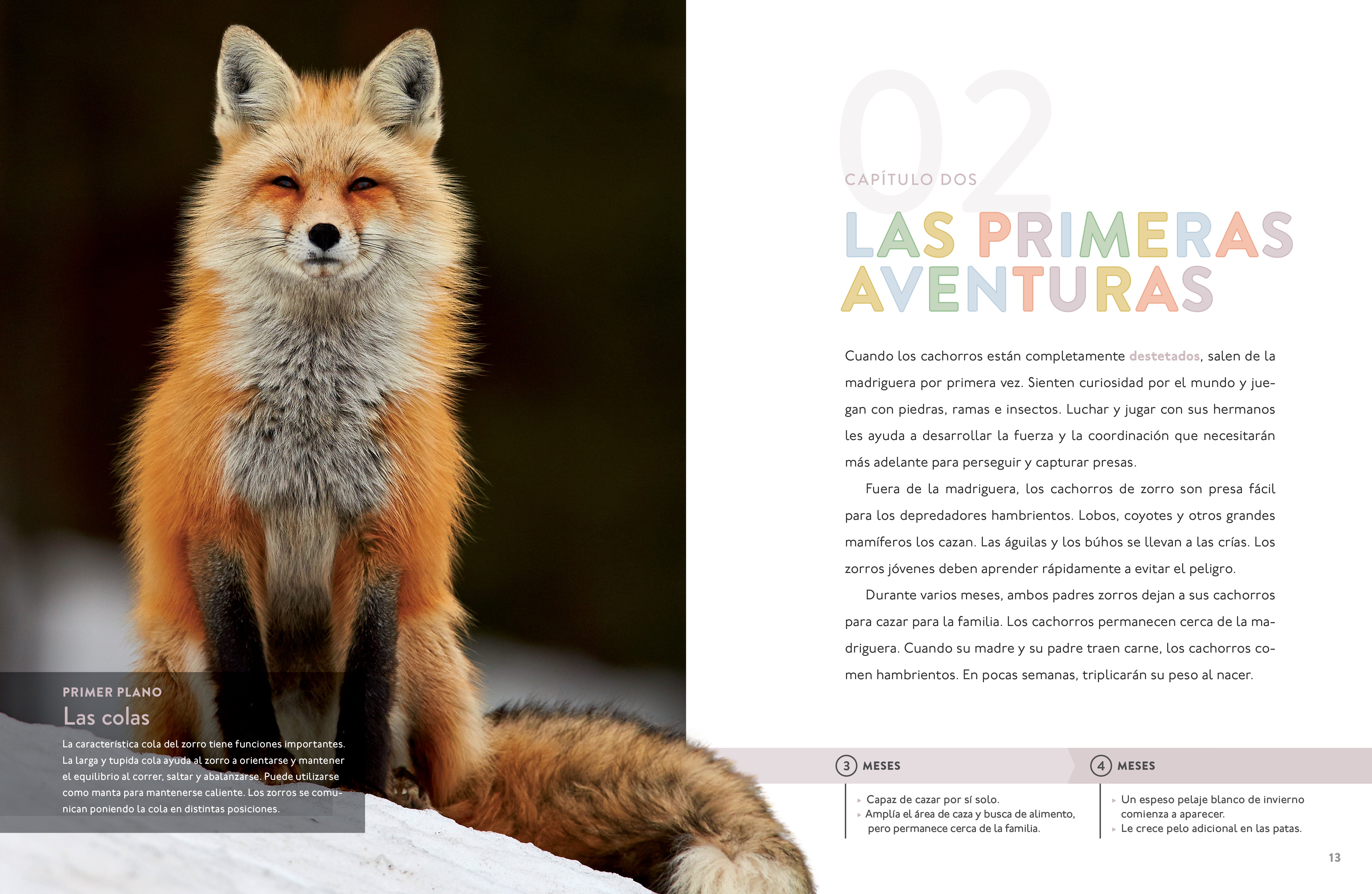 El Zorro - Premium Quality Product for Home & Office Use - Perfect for Gifting, Decor, and Everyday Essentials