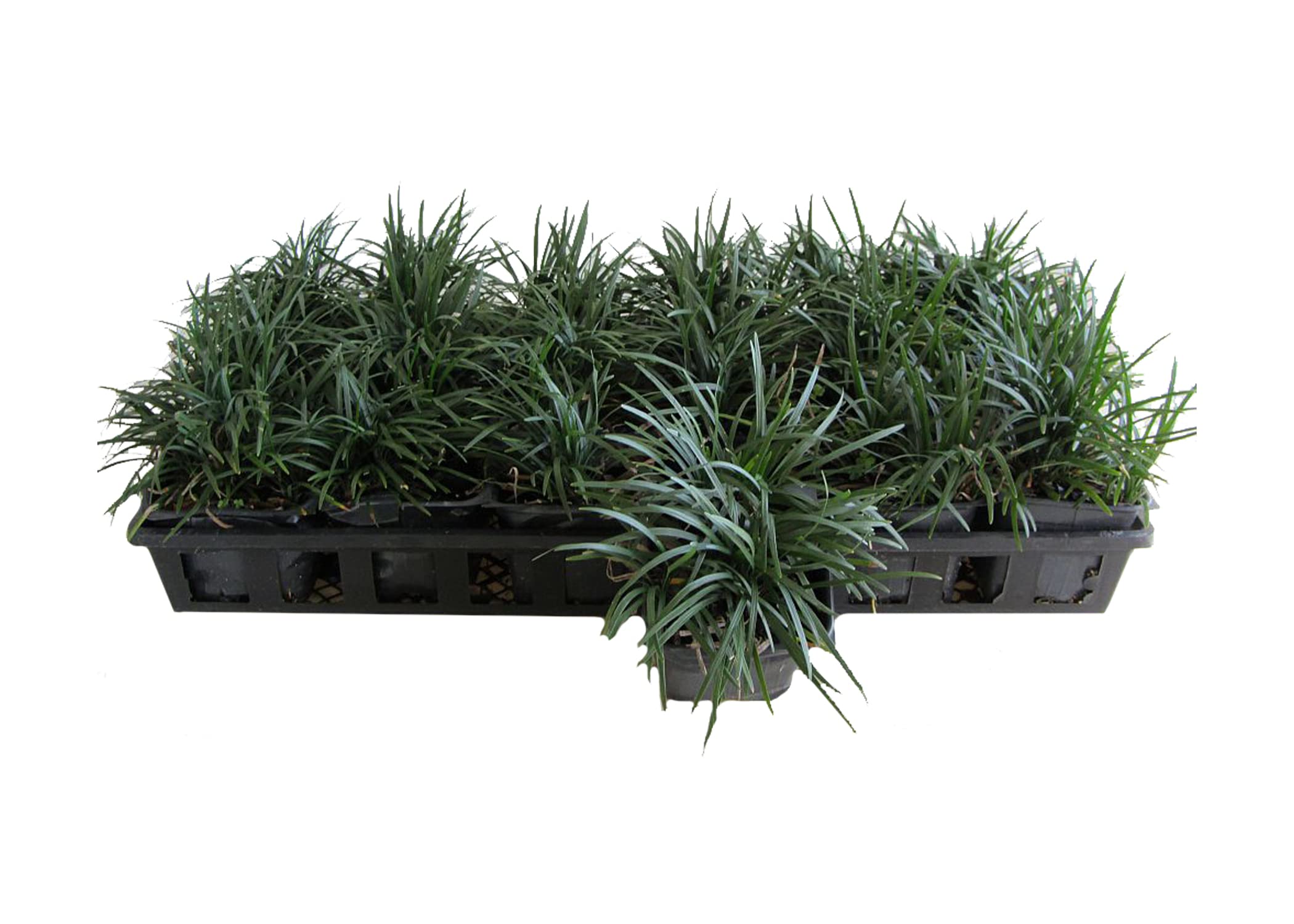 Dwarf Mondo Grass (Ophiopogon Japonicus Nanus) - 54 Count Large 4 Inch Pots | Live Evergreen Shade-Tolerant Ground Cover Plants for Landscaping, Garden Borders & Container Gardening