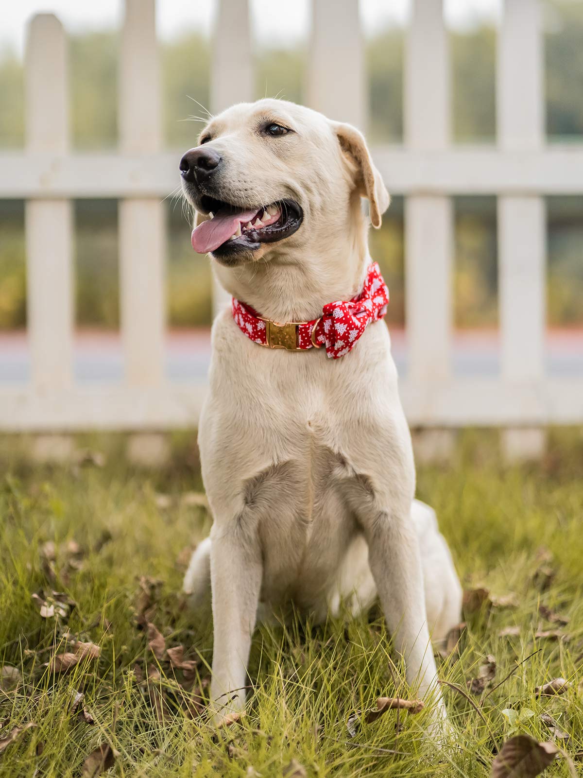Elegant Bow Tie Dog Collar - Adjustable Cotton & Webbing Pet Collar for Small Medium Large Dogs and Cats - Perfect for Daily Walks, Pet Parties & Photo Shoots