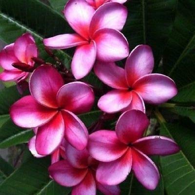5 Pink Purple Plumeria Seeds - Fragrant Tropical Flower Plants for Garden, Landscaping & Home Decor | Perennial Flower Seeds for DIY Planting & Gift Ideas