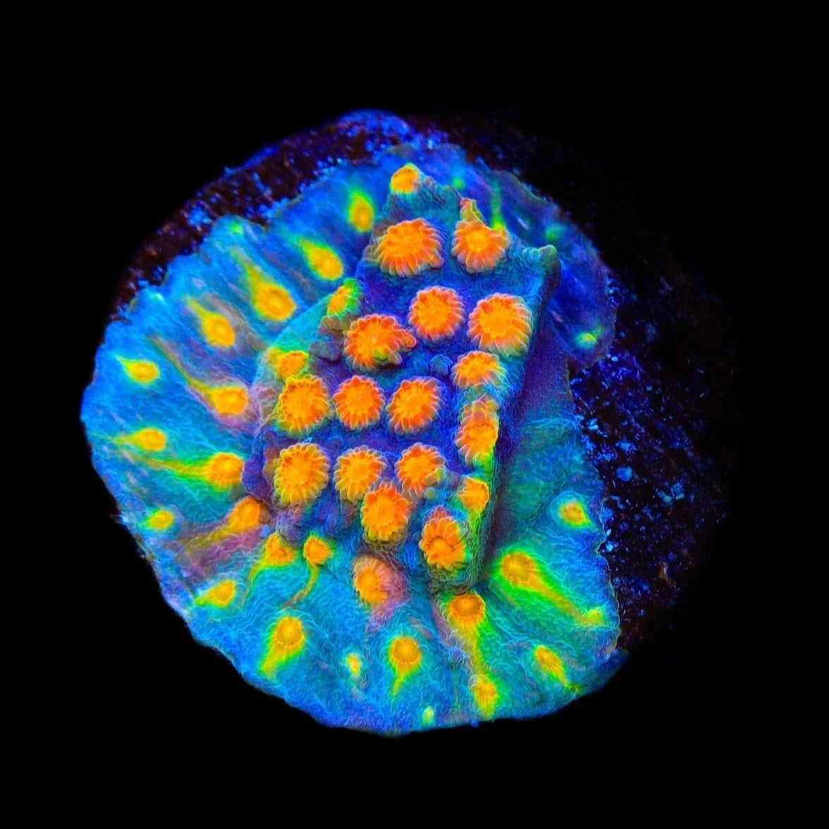 CB Monet Madness Cyphastrea Coral - Premium Saltwater Aquarium Coral for Reef Tanks | Perfect for Marine Aquascaping & Coral Propagation