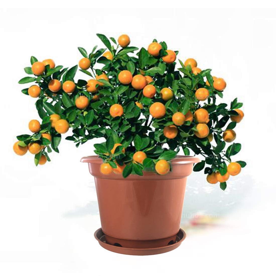 10 Gallon Brick Red Plastic Plant Pots with Drainage Tray - Indoor/Outdoor Flower, Vegetable & Tree Nursery Containers for Gardening | Perfect for Seedlings, Home Decor & Backyard Planting
