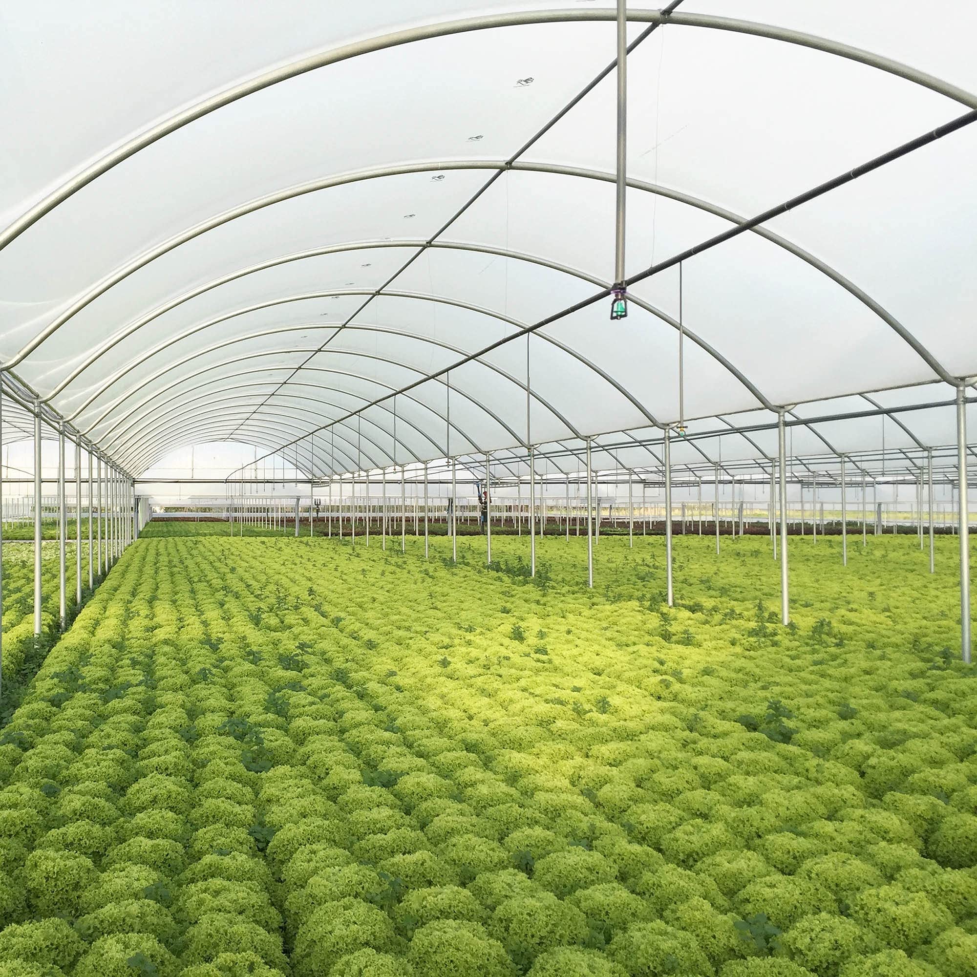 32 ft x 50 ft Clear Greenhouse Plastic Sheeting - 6 Mil Thick UV Resistant Polyethylene Film for Plants | Durable 4-Year Protection for Gardening, Hydroponics & Commercial Greenhouses