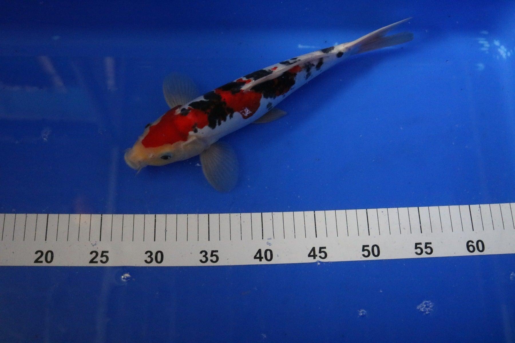 Koi Fish Wall Art - Handmade Japanese Koi Painting Option 53 - Perfect for Home Decor, Office, or Zen Garden