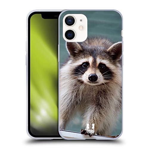Baby Raccoon