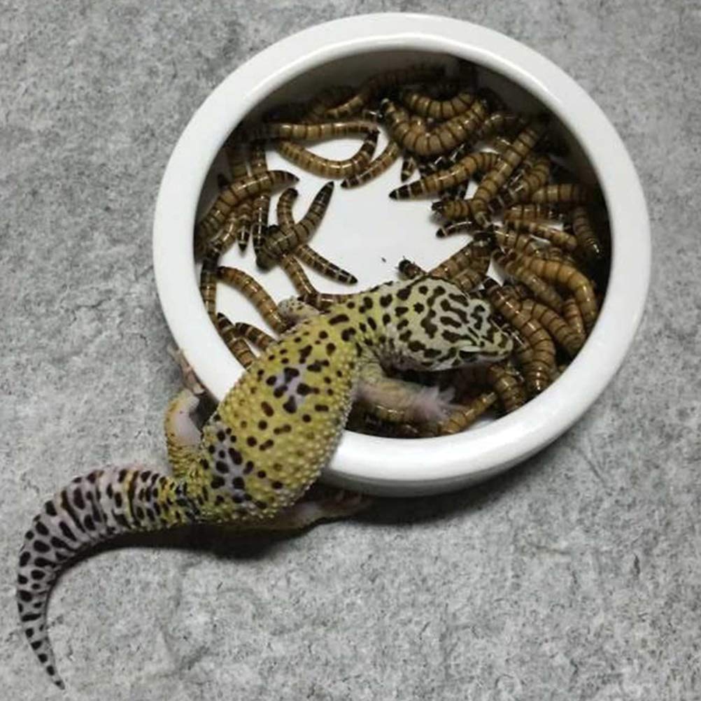 POPETPOP 2-Pack Ceramic Shrimp Feeding Bowls - Round Food Dish for Shrimp, Crawfish & Aquatic Pets - Perfect for Aquarium, Fish Tank & Aquatic Habitat Use