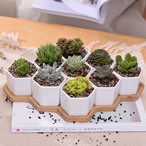 Zamtac Set of 9 White Ceramic Hexagon Flower Pots with Bamboo Stand - Succulent Planters, Bonsai Pots for Home Decor, Office Desk & Garden Display