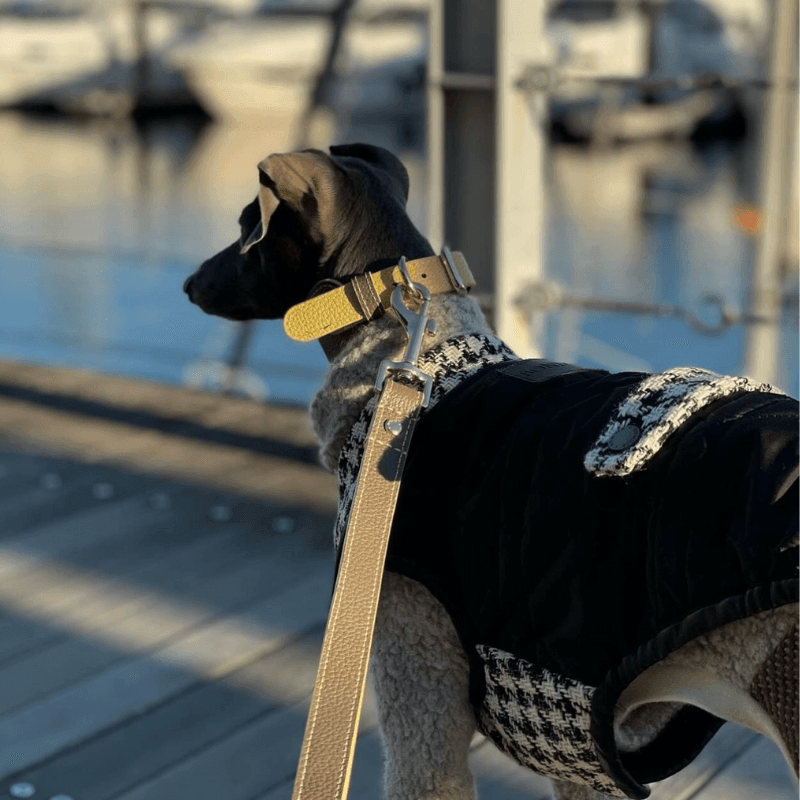 Premium Genuine Leather Dog Collar with Adjustable Buckle - Stylish & Durable Pet Accessory for Walking, Training & Outdoor Adventures