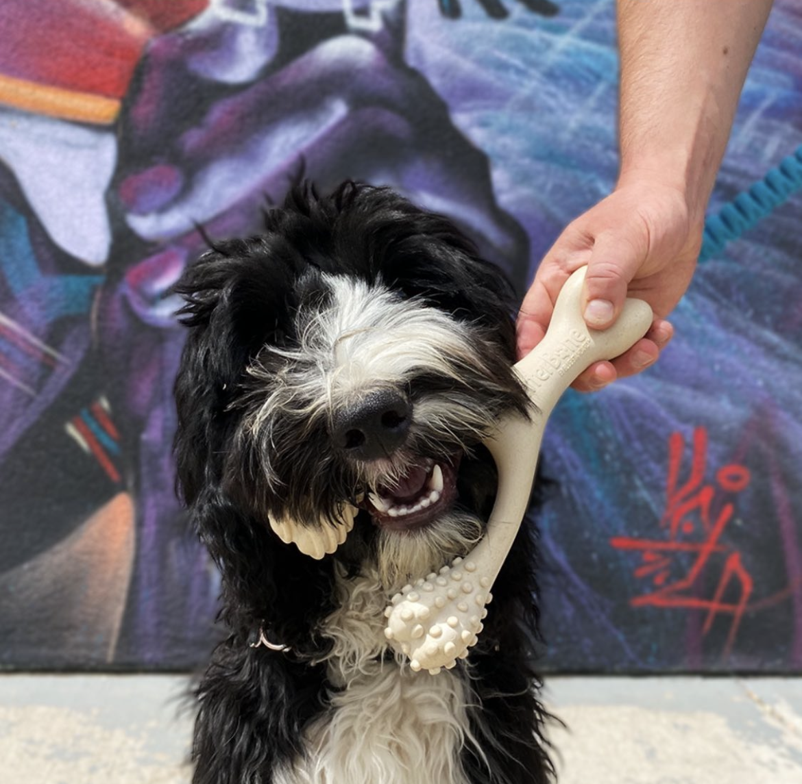 BetterBone MEDIUM Beef Flavor Dog Chew Bone - Natural & Healthy Rawhide Alternative for Dogs - Perfect for Teething, Dental Health & Anxiety Relief - Great for Medium Dogs 20-50 lbs