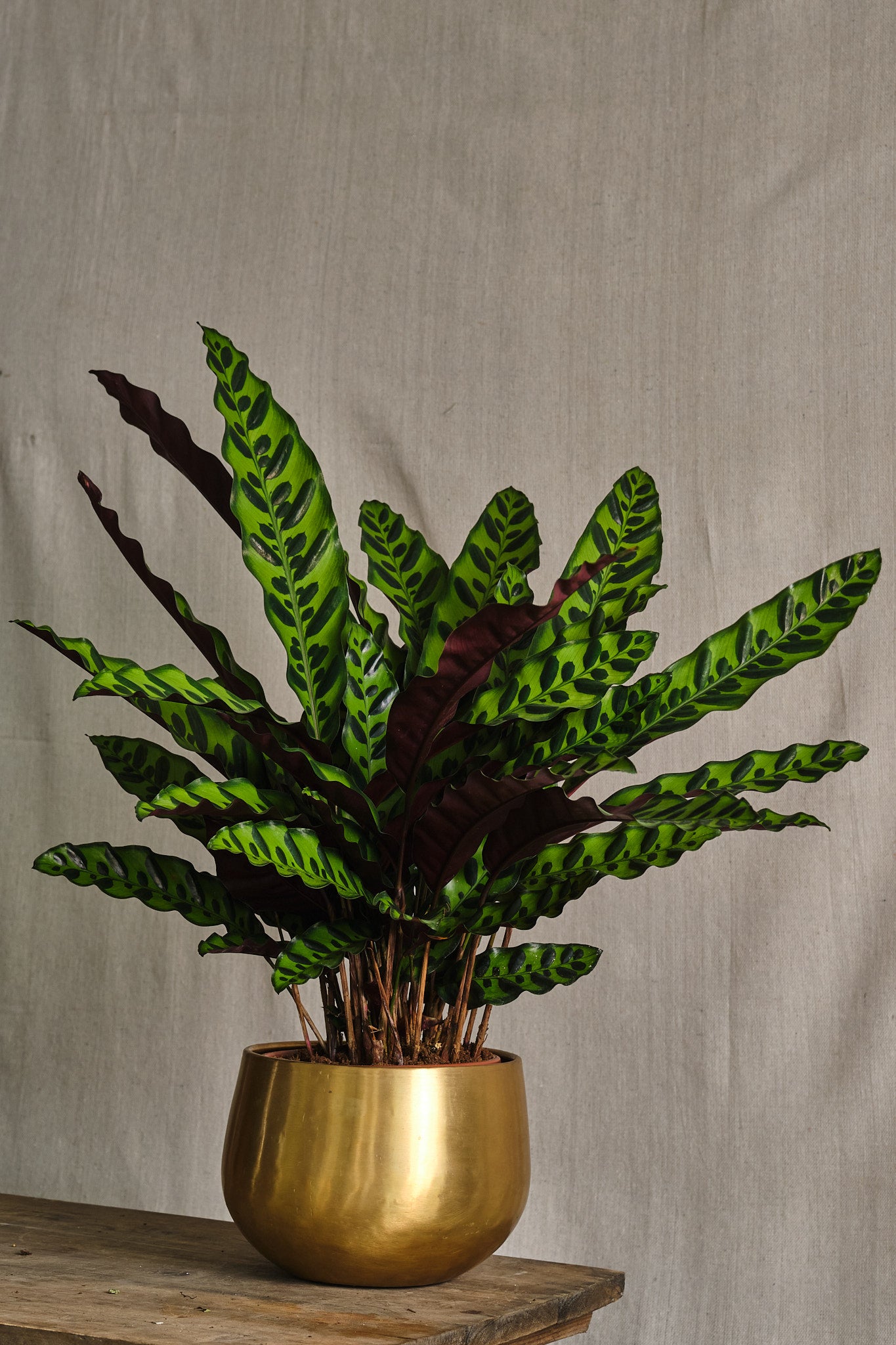 Calathea Lancifolia (Rattlesnake Plant) - Low Light Indoor Houseplant for Home, Office & Decor | Easy Care Air Purifying Plant for Bedroom, Living Room