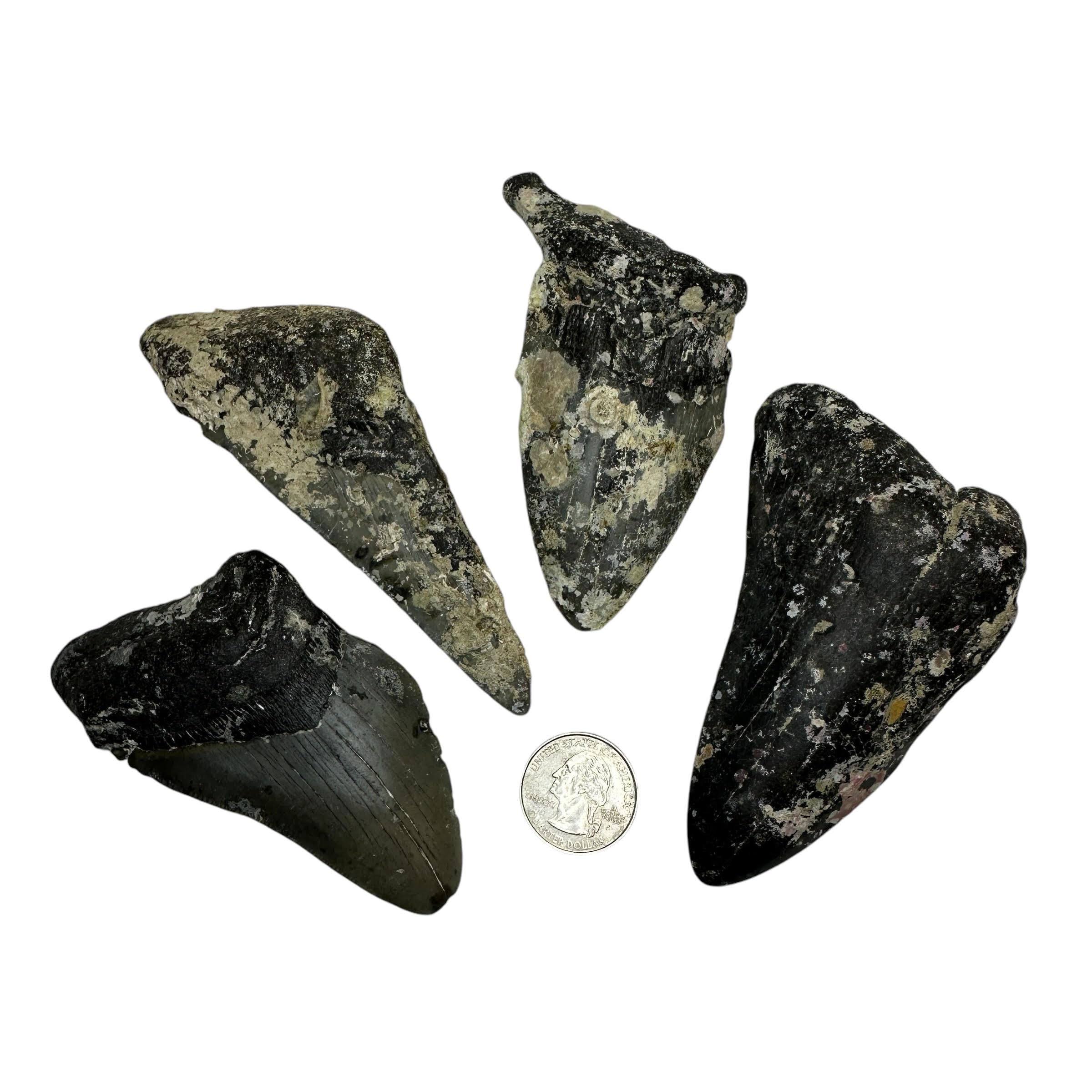 Authentic Fossilized Prehistoric Megalodon Shark Teeth Fragments from USA - 1 lb Bulk for Science Projects, Arts & Crafts, Jewelry Making, Home Decor & Fossil Collection