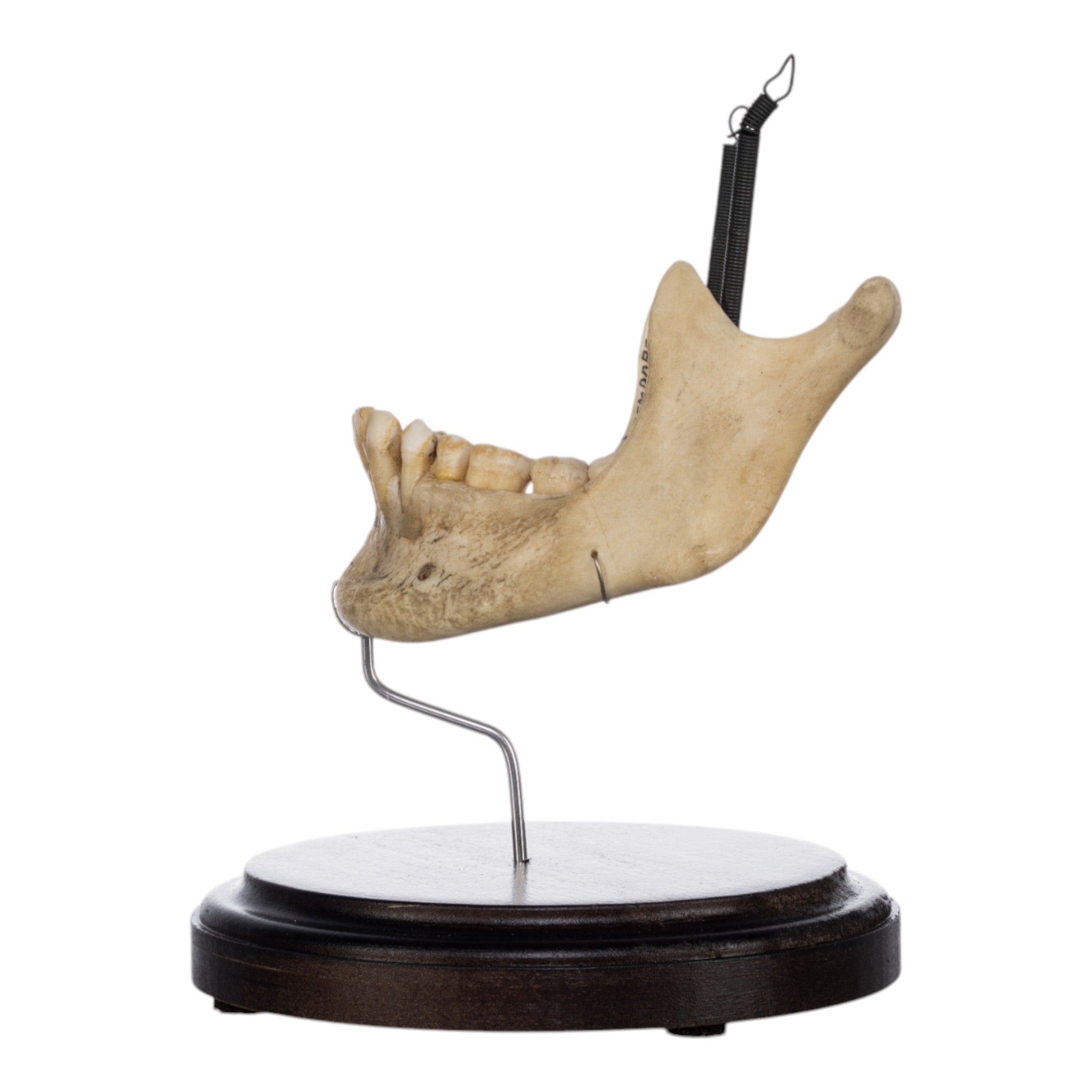 Real Human Mandible on Stand - Anatomical Skull Jawbone Model for Medical Study, Dental Education & Halloween Decor - Perfect for Doctors, Students & Collectors