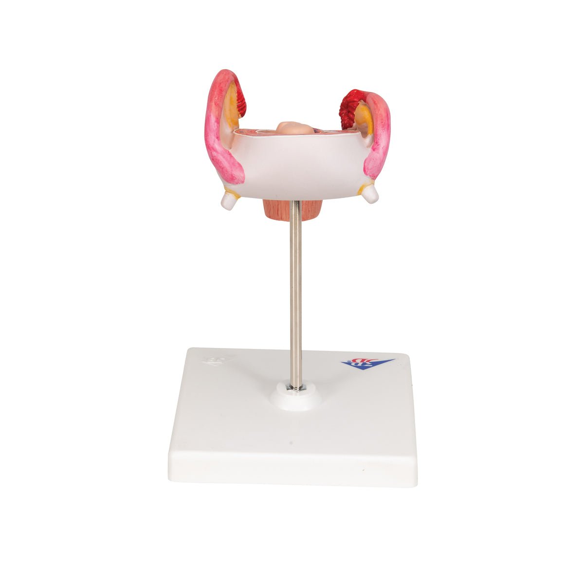 2-Month Human Embryo Model - High-Quality Educational & Medical Training Tool for Students, Doctors, and Researchers | Perfect for Anatomy Study, Classroom Demonstrations & Medical Research