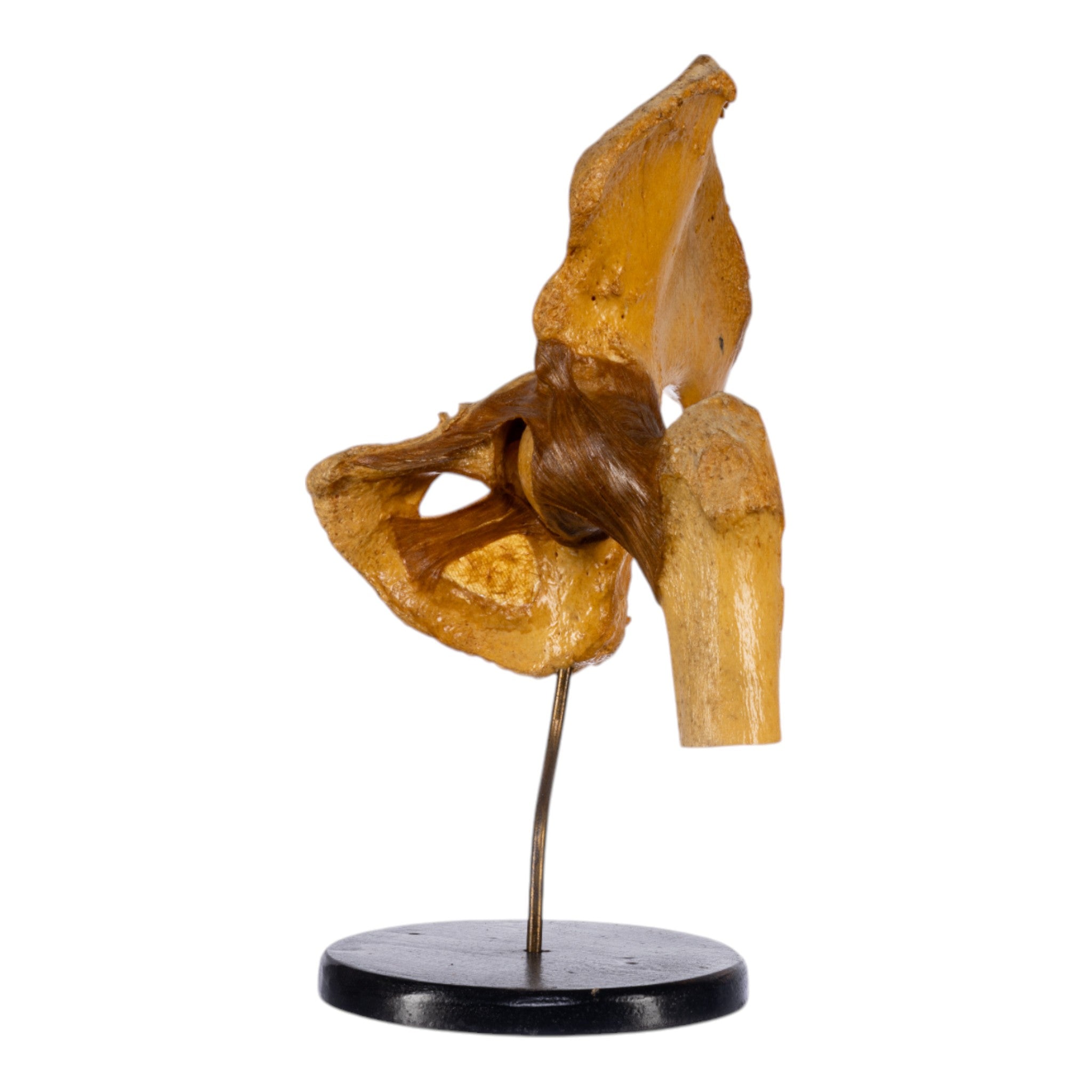 Authentic Human Left Hip Joint Specimen on Display Stand - Ideal for Medical Education, Anatomy Studies & Research