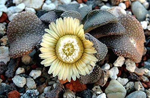 Aloinopsis Rosulata Rare Living Stone Cactus - 50 Seeds for Mesembs Rock Garden | Succulent Collection & Drought-Tolerant Landscaping