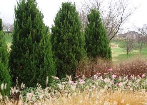 Spartan Juniper - 20 Live Trees - Juniperus Chinensis - Perfect for Landscaping, Privacy Hedges, and Garden Decor
