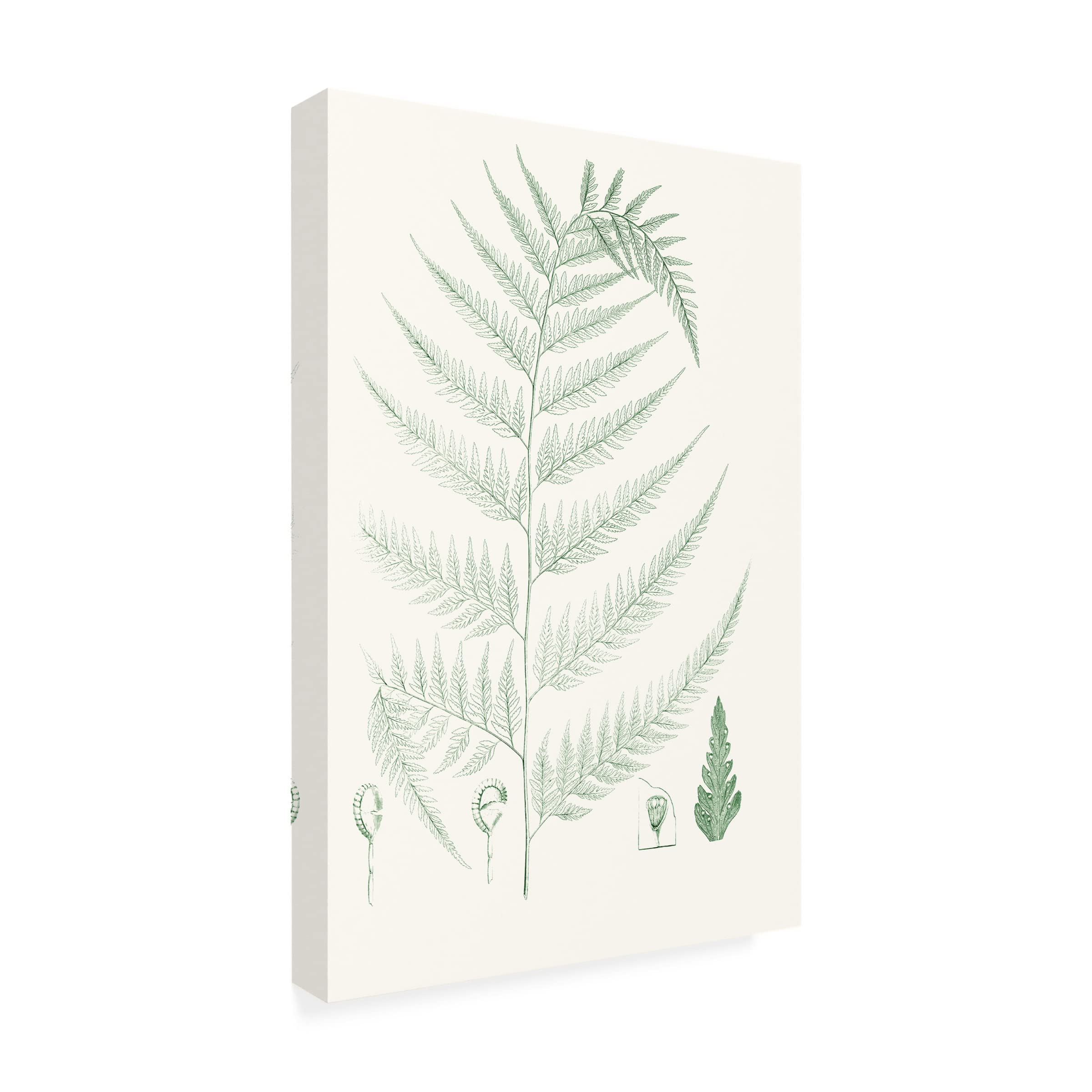 Trademark Fine Art 'Verdure Ferns III' Canvas Wall Art Print by Vision Studio - Nature Inspired Botanical Decor for Living Room, Bedroom & Office
