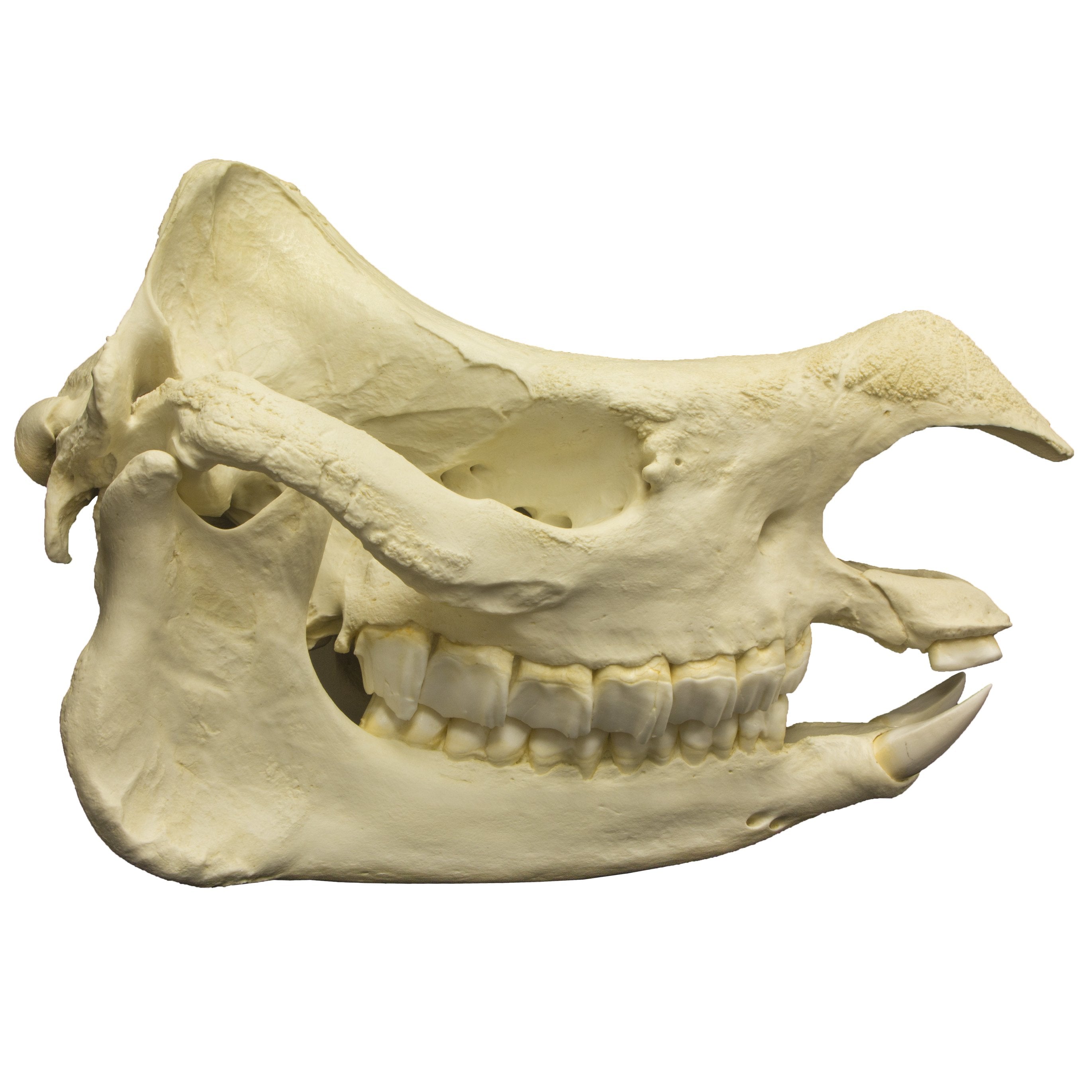 Replica Javan Rhinoceros Skull - Lifelike Animal Skull Decor for Home, Office & Halloween Display - Perfect for Gothic Decor, Science Education & Taxidermy Enthusiasts