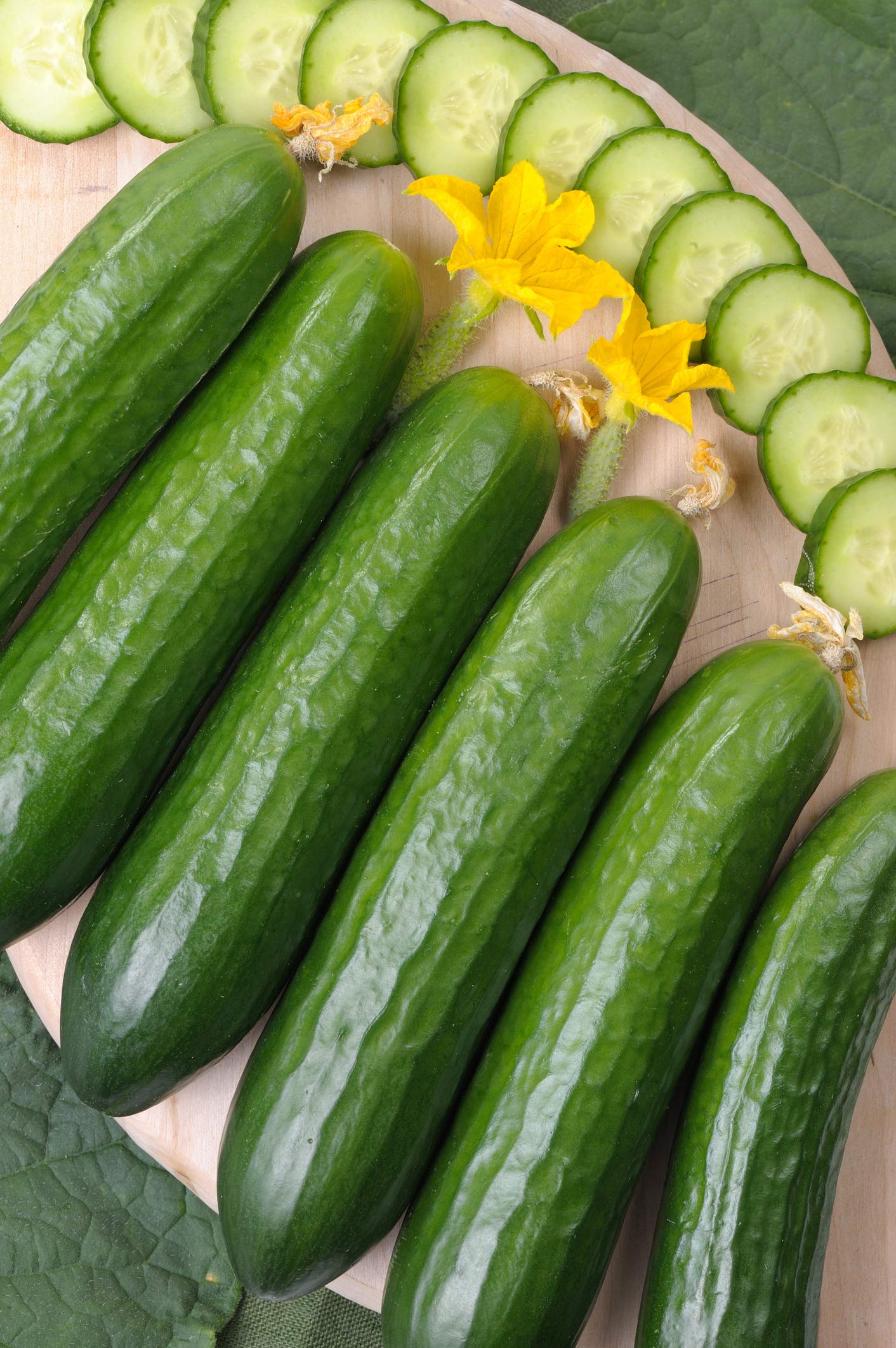 500 Count Cucumber Seeds for Home Gardening - Cool Beans N Sprouts Brand | Grow Fresh Cucumbers for Salads, Pickling & Healthy Snacks