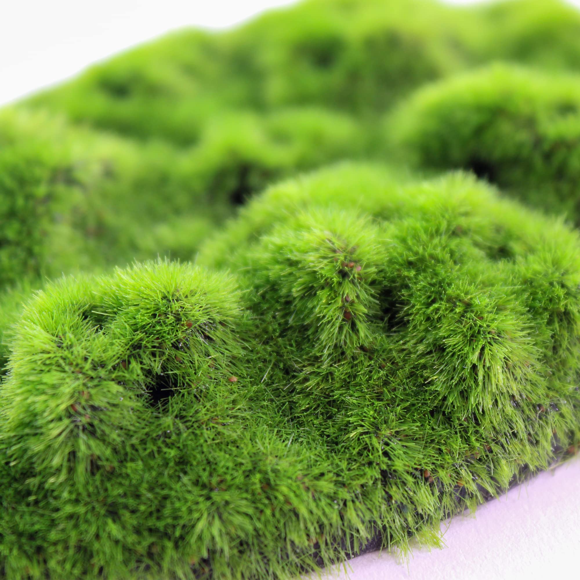 Penn-Plax Aqua-Flora Aquarium Decor with Glosso Plant Seeds - Natural Moss Patch for Freshwater Fish Tanks - Safe & Healthy Habitat for Betta, Guppies & Tropical Fish - Perfect for Planted Aquariums & Aquatic Environments