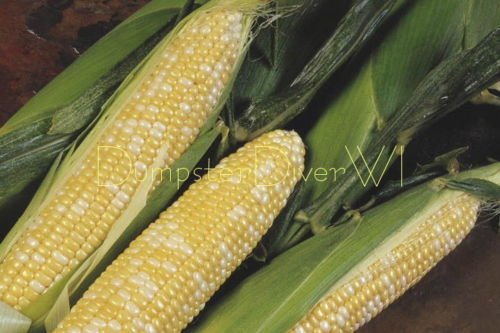 Organic Non-GMO Sweet Corn Seeds - 30+ Two-Tone Hybrid Variety, 9