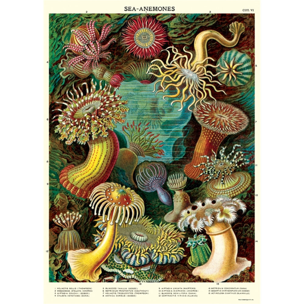 Premium Wrap Sea Anemones for Saltwater Aquariums - Vibrant Coral Reef Decor & Marine Life Habitat Enhancement