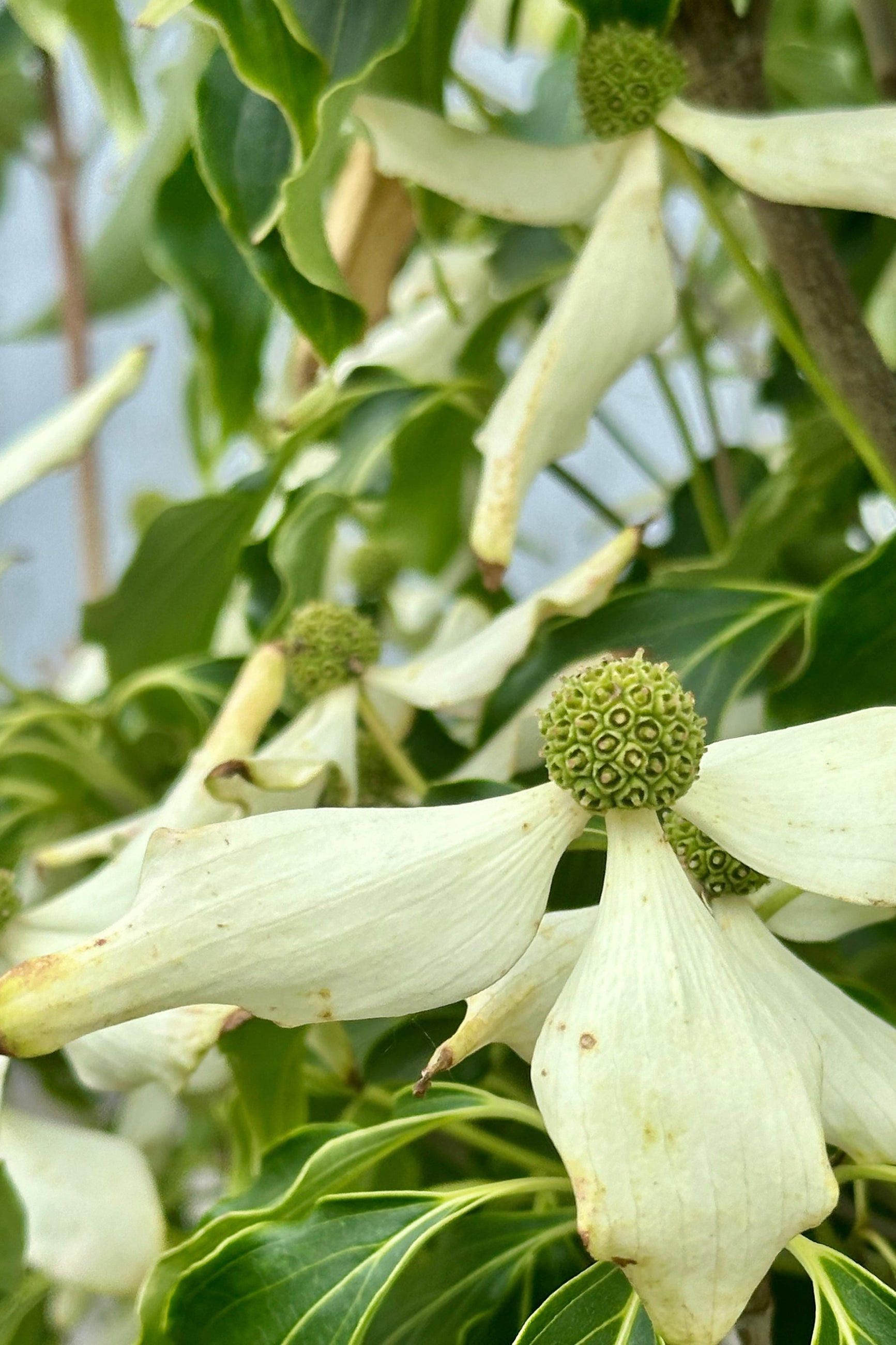 Cornus kousa 'Greensleeves' Dogwood Tree - #6 Container Size - Beautiful Flowering Ornamental Plant for Landscaping, Gardens & Outdoor Decor