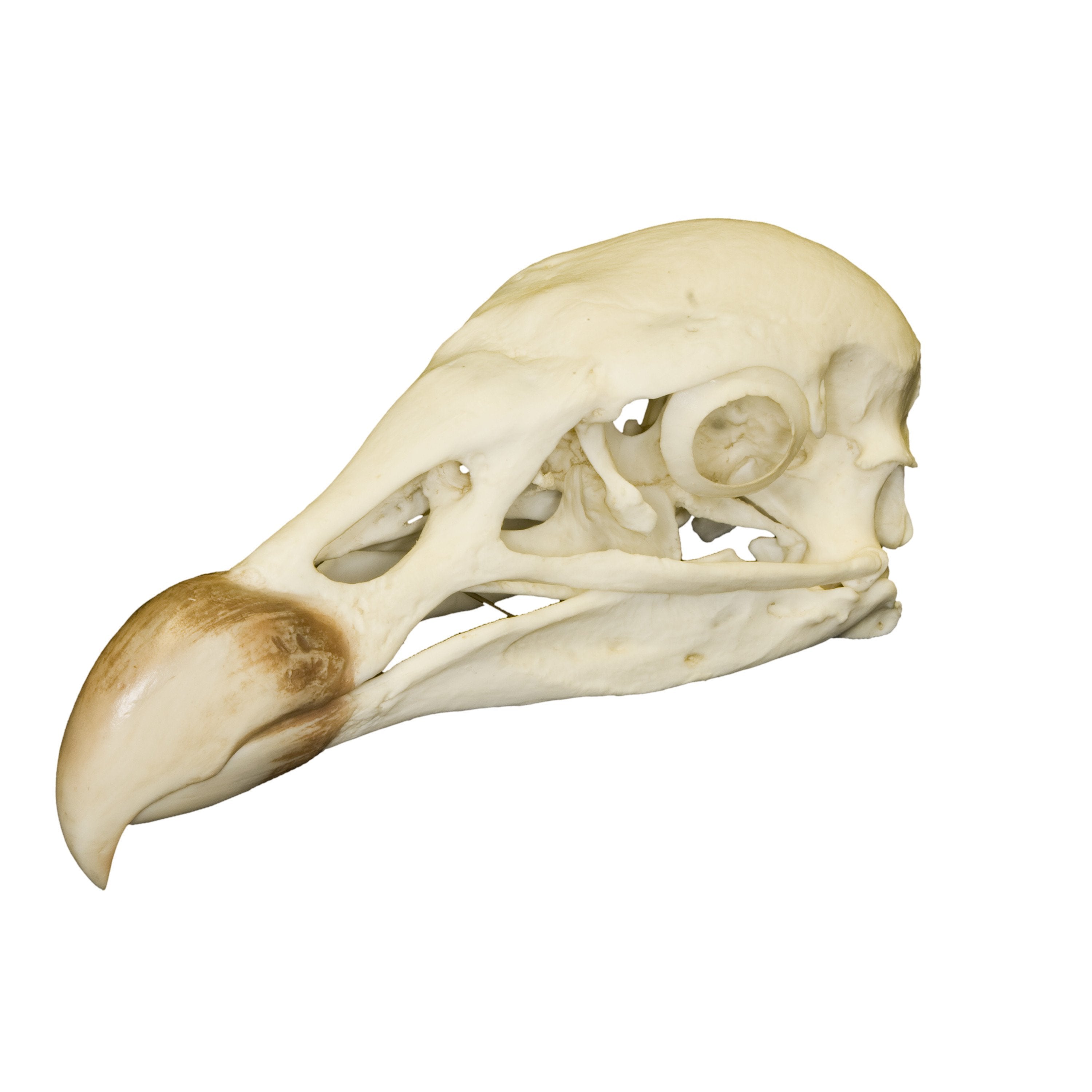 Authentic Replica Andean Condor Skull - Handcrafted Decorative Home Decor for Gothic, Halloween, and Natural History Displays