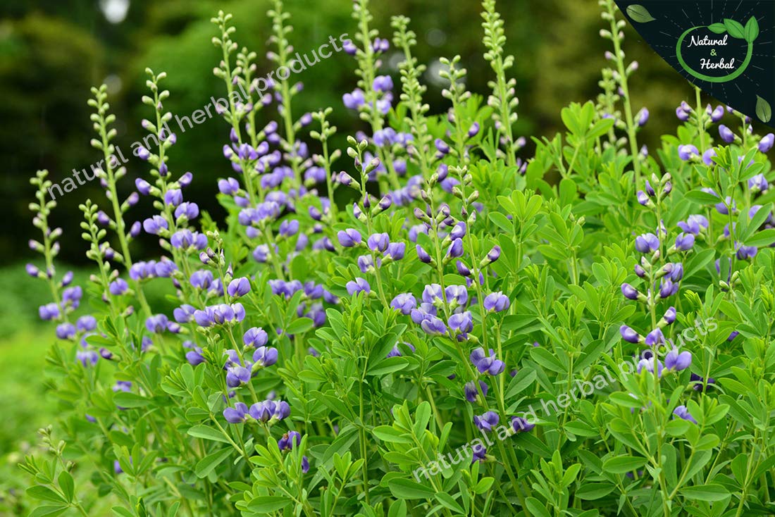 Natural Indigo Powder (Indigofera Tinctoria) - 200g Organic Hair Dye for Gray Coverage, Hair Growth & Hair Fall Control - Best for Black & Brown Hair - DIY Natural Hair Care & Coloring at Home