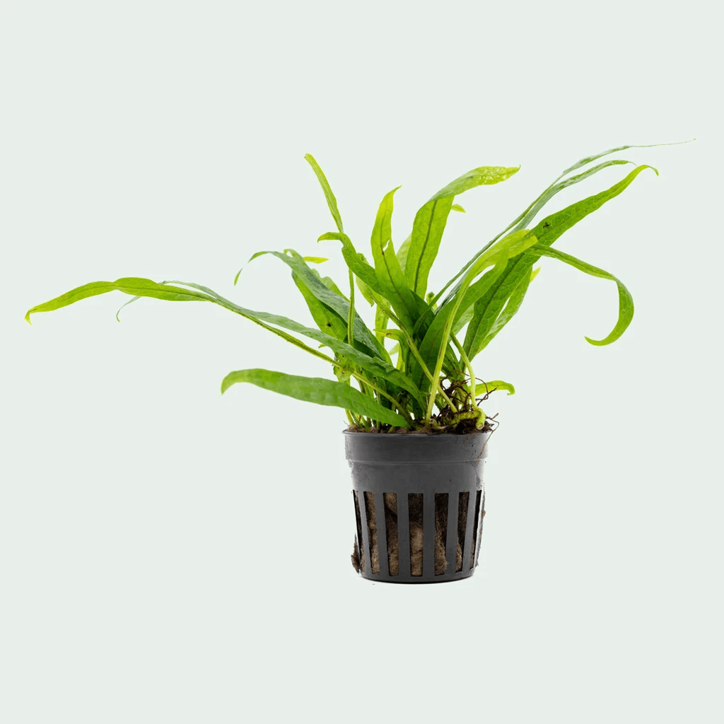 TCulture Microsorum Pteropus Philippine Mini (Pot) - Live Aquatic Fern for Freshwater Aquariums, Fish Tanks & Terrariums - Perfect for Aquascaping & Low Light Environments