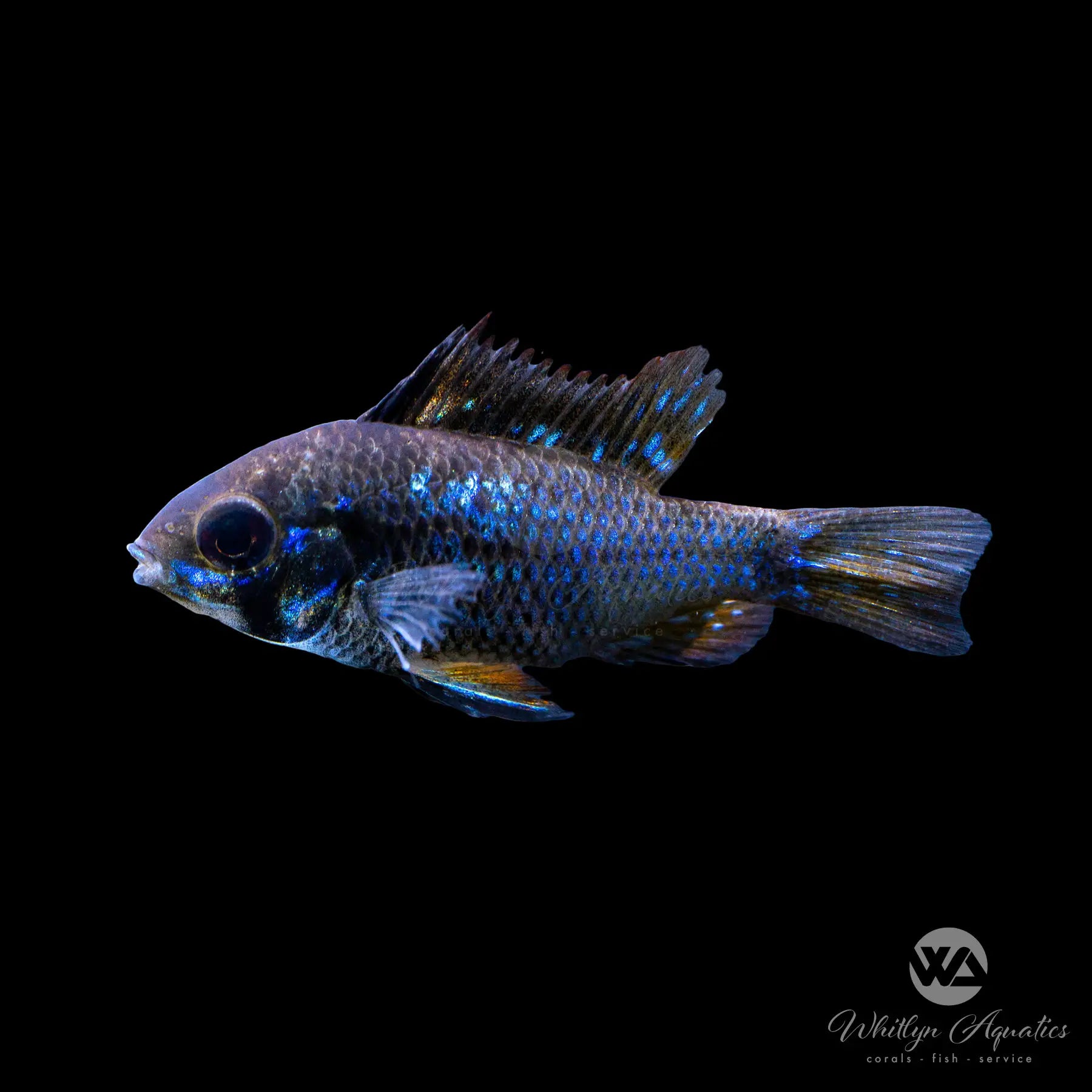 Premium Black Ram Cichlid (Mikrogeophagus ramirezi) - Vibrant Freshwater Aquarium Fish for Home & Office Tanks
