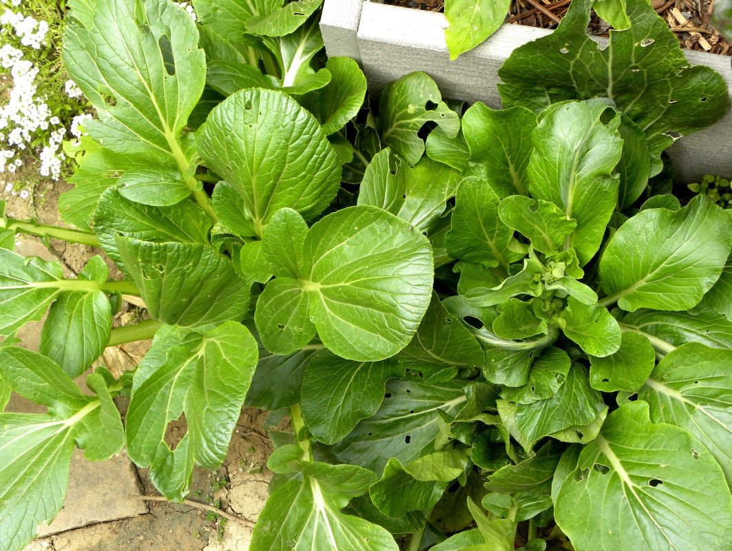 Komatsuna Oriental Mustard Spinach Seeds (25-Pack) - Perfect for Stir-Fry, Pickling & Boiling - Great Taste & Easy to Grow - Ideal for Home Gardens & Asian Cuisine
