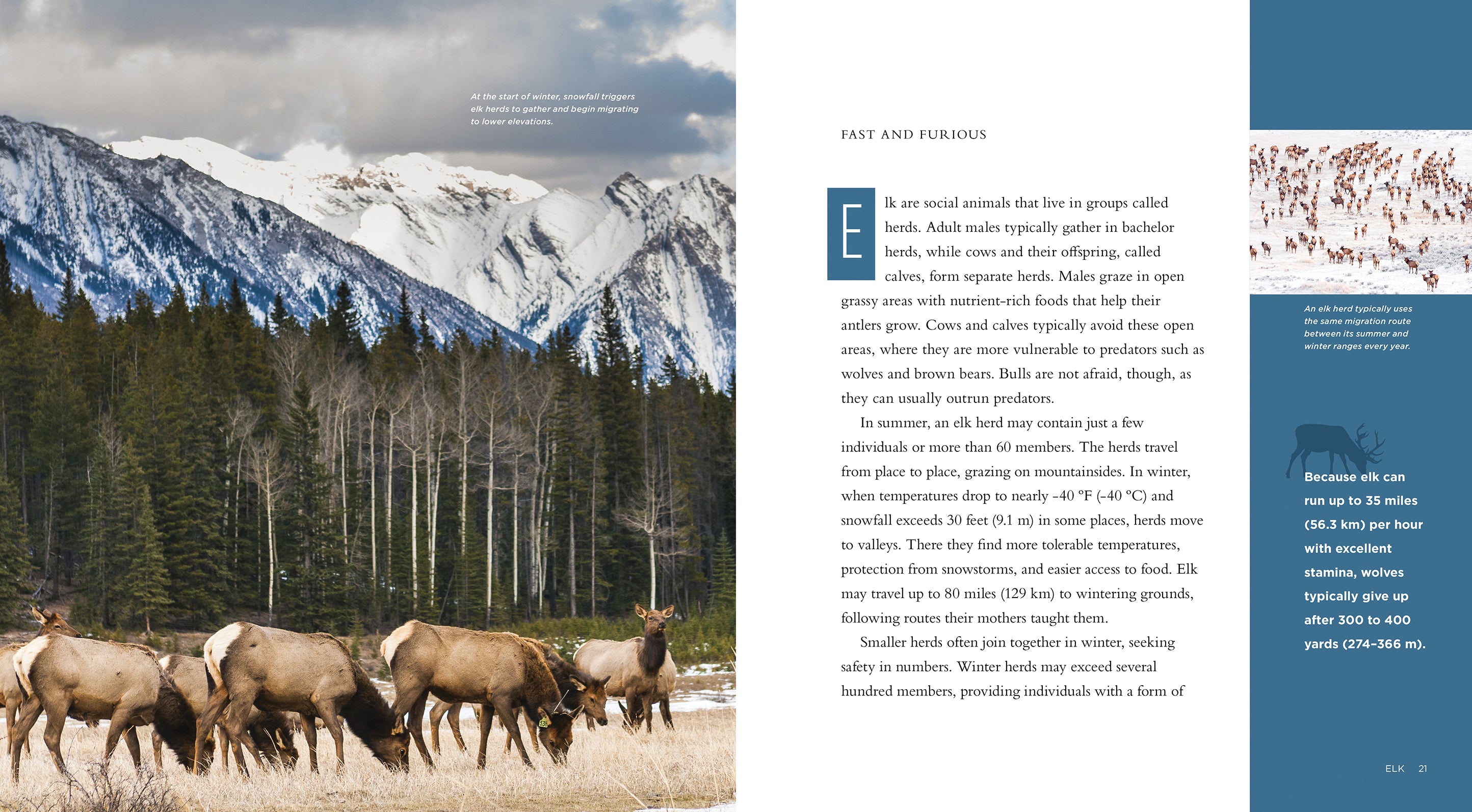 Elk 978-1-60818-829-1 - Premium Elk Hunting Gear & Outdoor Equipment for Adventure Enthusiasts | Perfect for Camping, Hiking & Wilderness Exploration