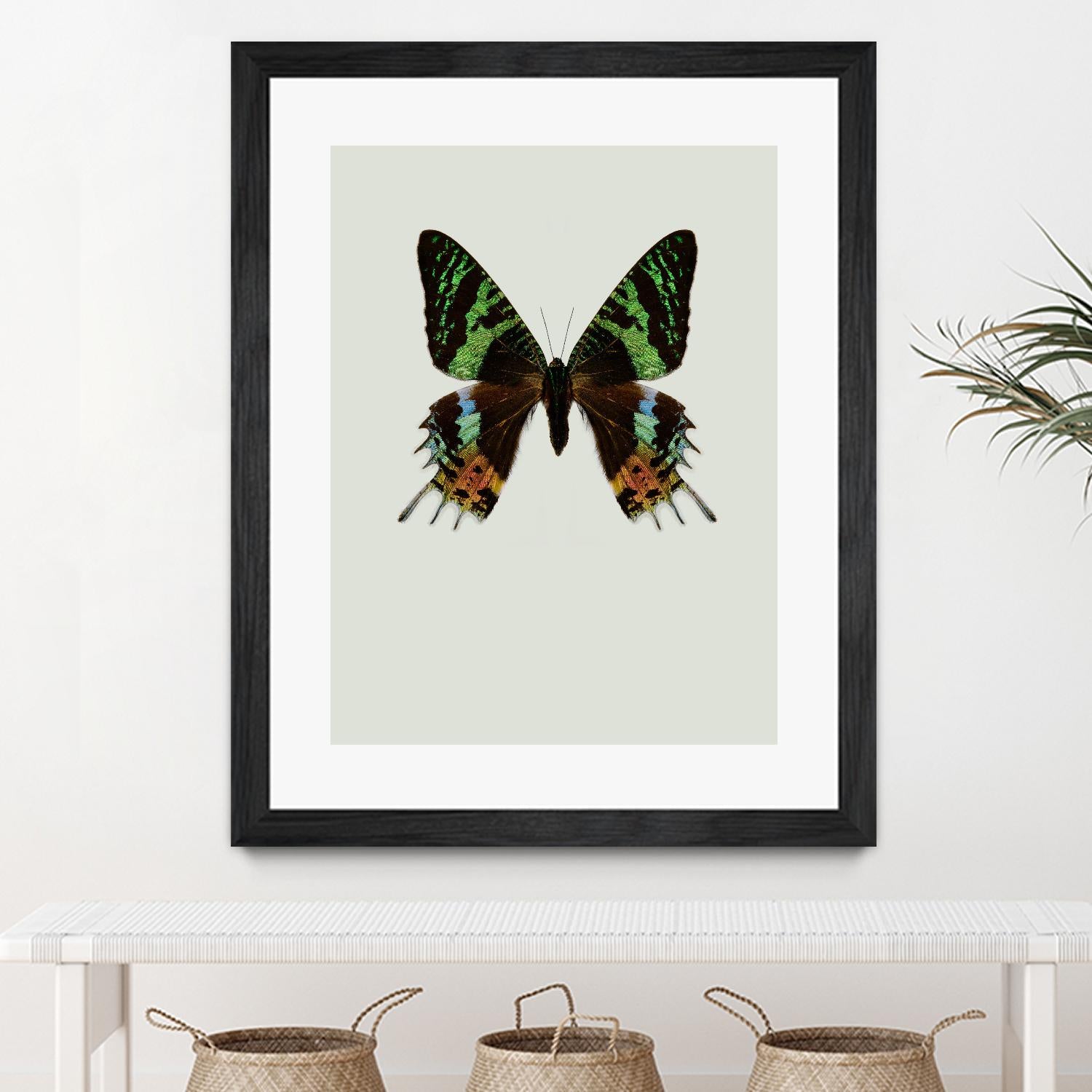 Chrysiridia Rhipheus Butterfly - Stunning Madagascar Sunset Moth for Collectors & Nature Enthusiasts | Perfect for Framed Displays, Home Decor & Educational Projects