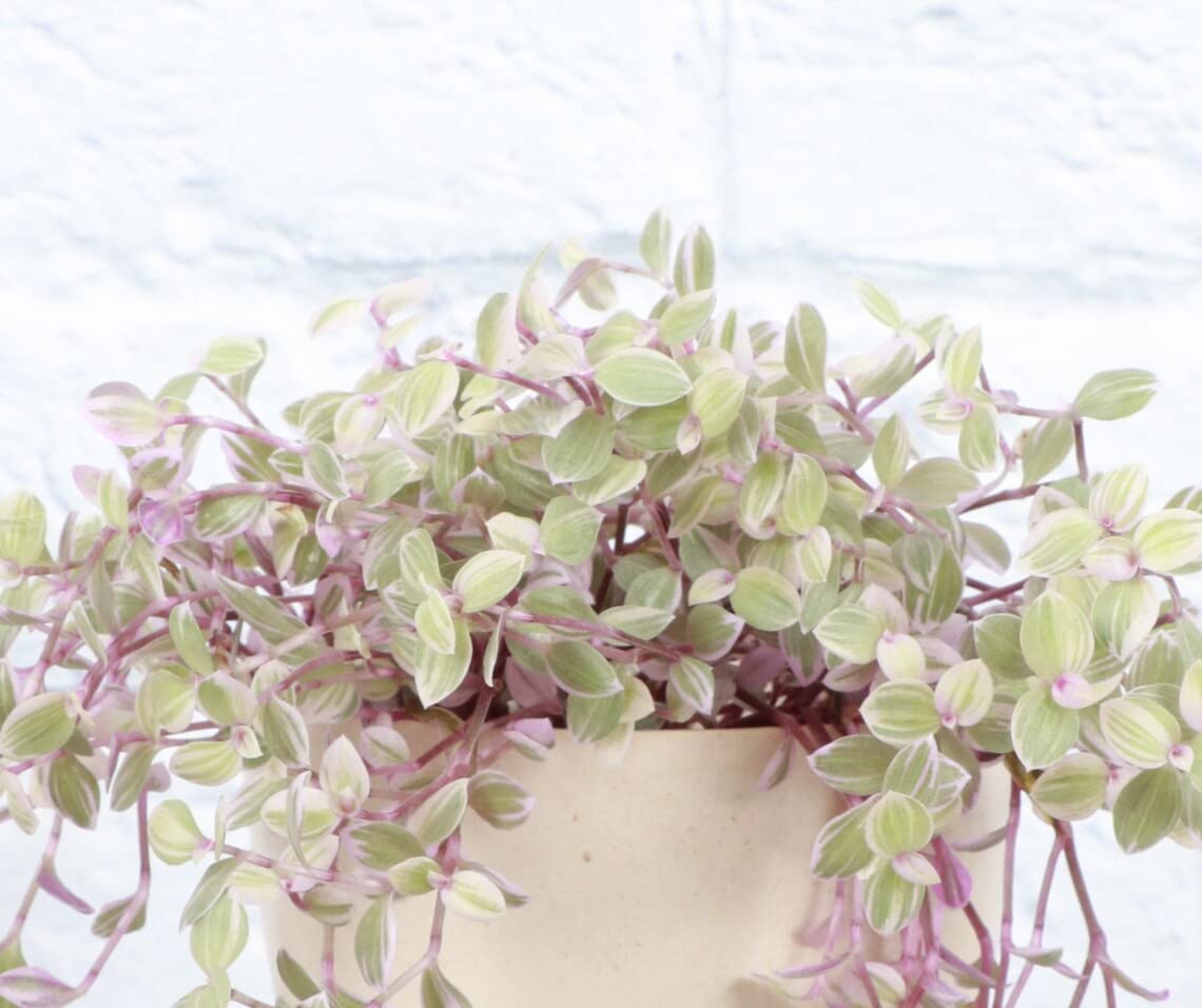 Live Pink Lady Tradescantia Plant (Tradescantia Callisia Repens) - 4
