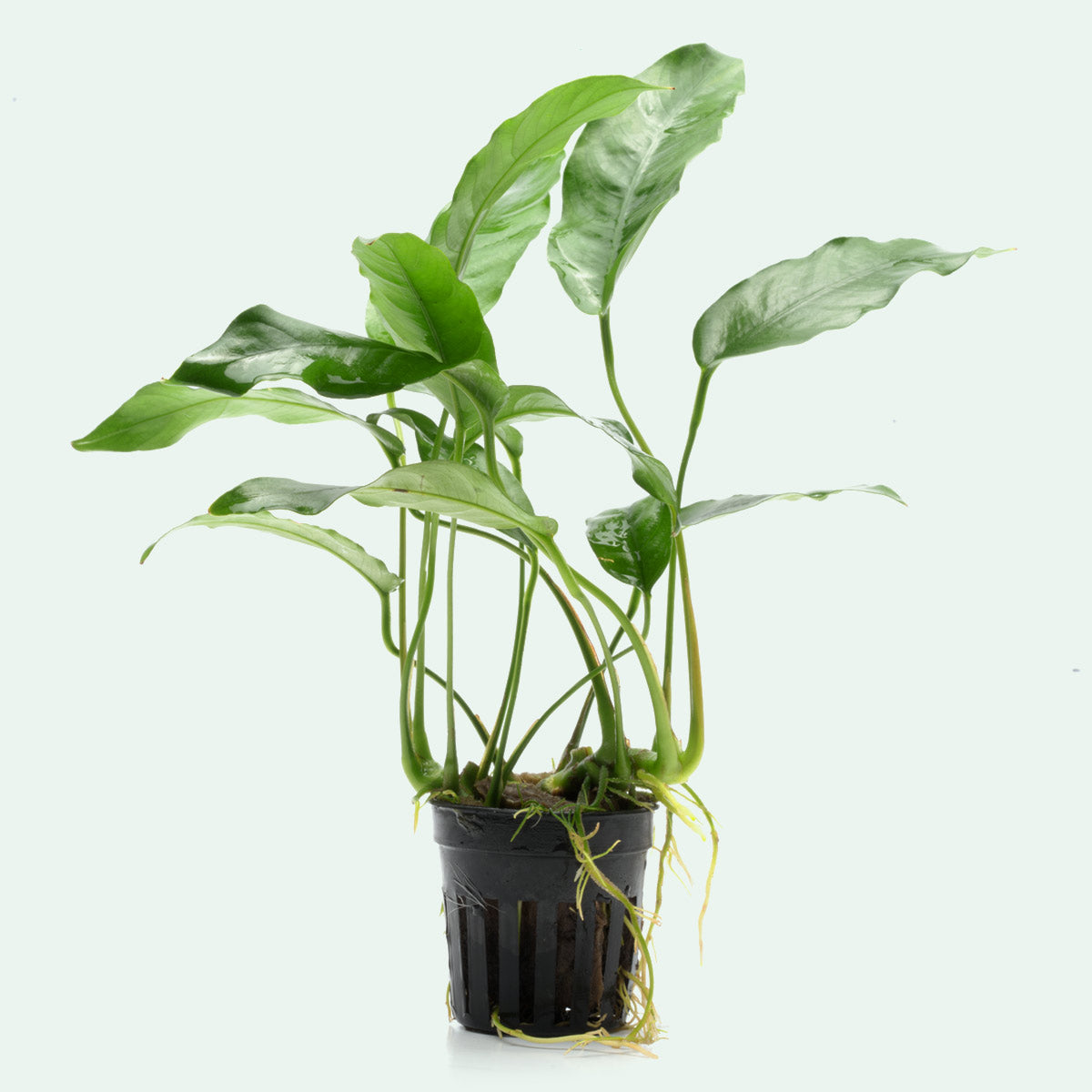 Anubias Short and Sharp - Live Aquarium Plant for Fish Tank Decor, Easy Low Light Aquatic Plants for Beginners - Perfect for Nano Tanks, Shrimp Tanks & Aquascaping