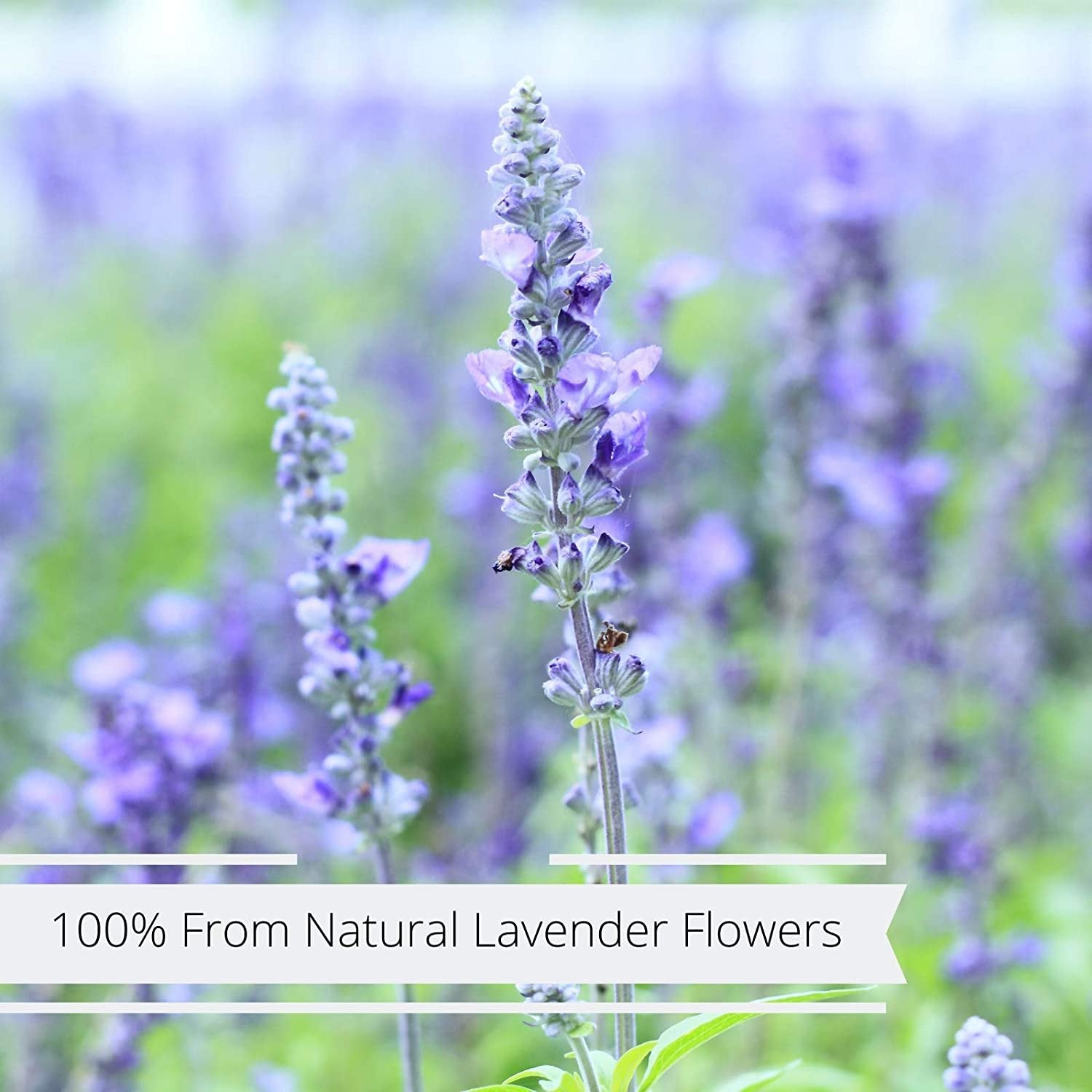 Premium Organic Dried Lavender Flowers - 7.5 Oz Bulk Size | Relaxing Aromatherapy, DIY Crafts & Home Decor | Perfect for Sachets, Bath Bombs and Gift Making