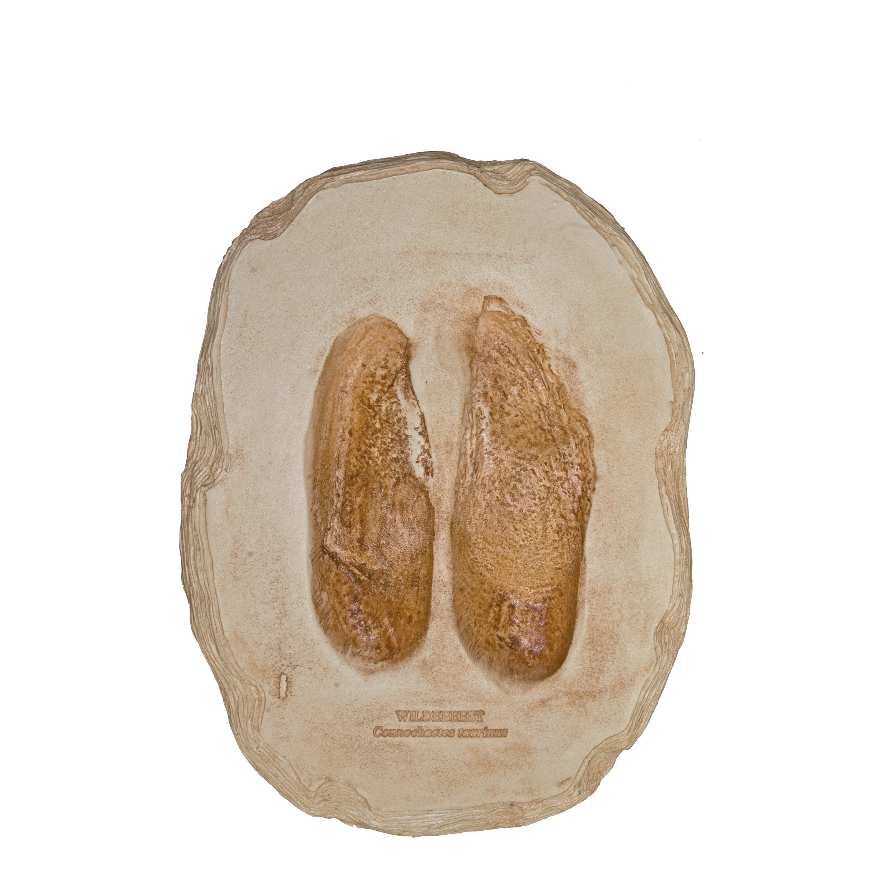 Authentic Blue Wildebeest Footprint Replica - High-Quality Animal Track Decoration for Home, Office & Safari-Themed Parties