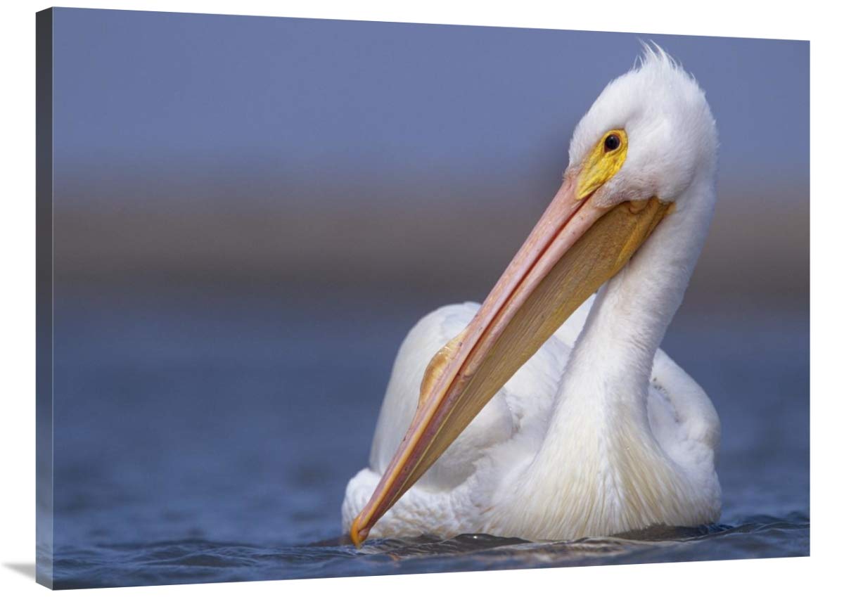 30 x 40 Inch American White Pelican Wildlife Art Print by Tim Fitzharris - North American Bird Wall Decor for Living Room, Office & Nursery