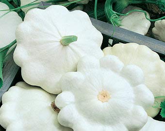Organic White Bush Scallop Summer Squash Seeds for Planting - 30+ Heirloom Patty Pan Squash Seeds, Non-GMO, Cucurbita Pepo | Perfect for Home Gardens, Container Gardening & Fresh Cooking | Isla's Garden Seeds