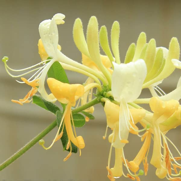 Organic Honeysuckle Bar Soap for Sensitive Skin - Natural Moisturizing & Gentle Cleansing - Perfect for Daily Face & Body Wash, Gifts, and Travel