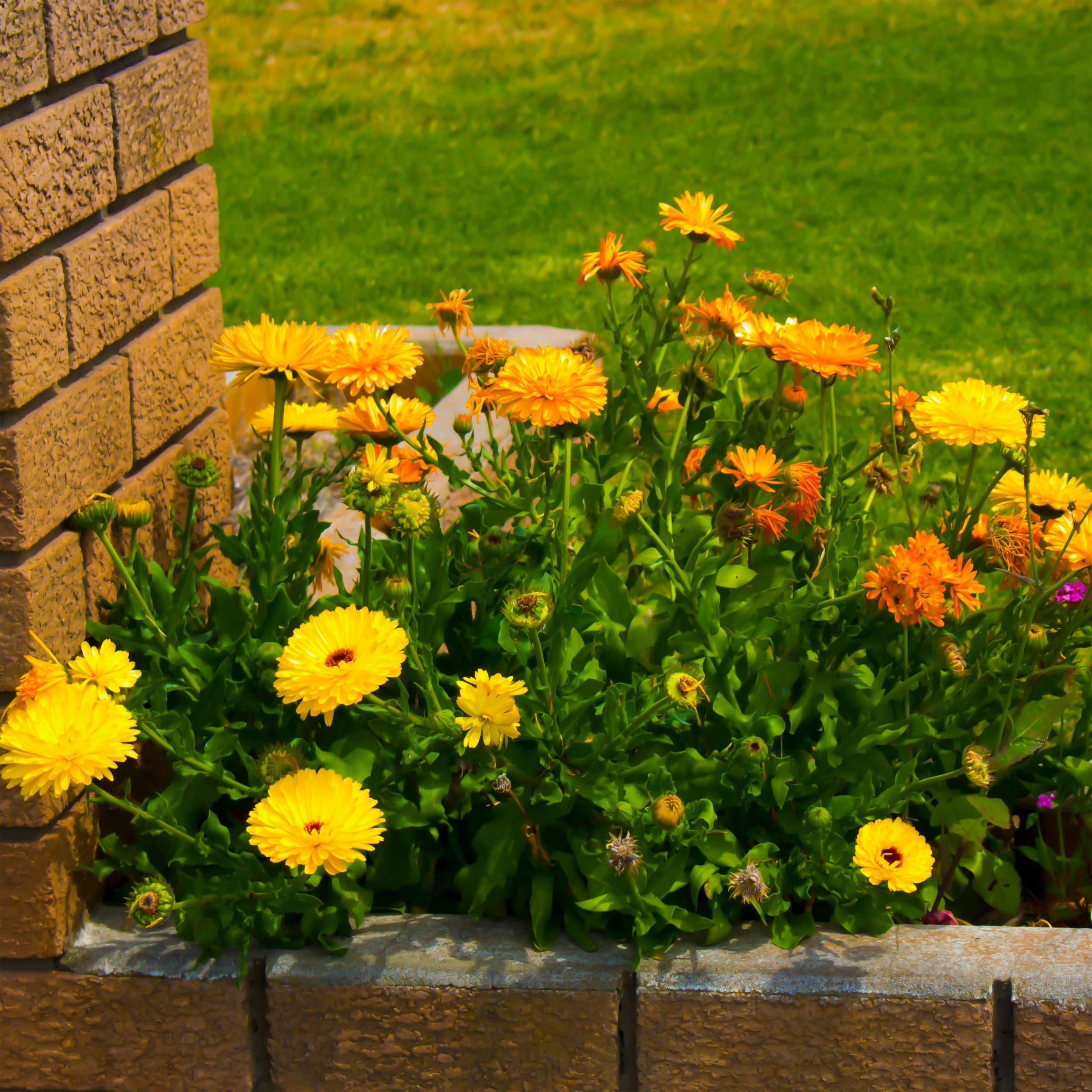 Outsidepride 1 lb. Annual Calendula Pot Marigold Flower Seeds Mix - Non-GMO, Easy to Grow, Attracts Pollinators - Perfect for Garden Beds, Borders & Container Planting