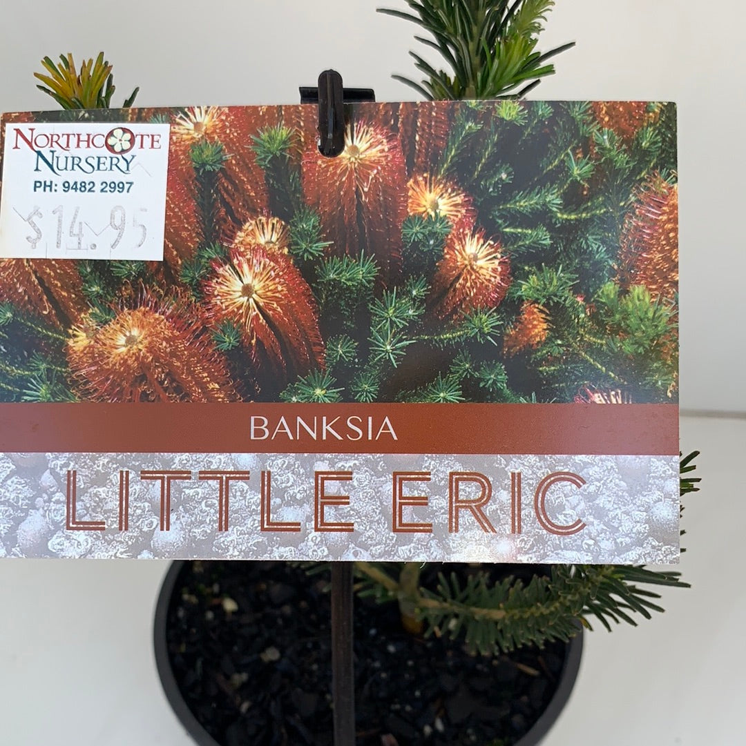 Banksia 'Little Eric' - Dwarf Native Australian Shrub for Landscaping & Drought-Tolerant Gardens