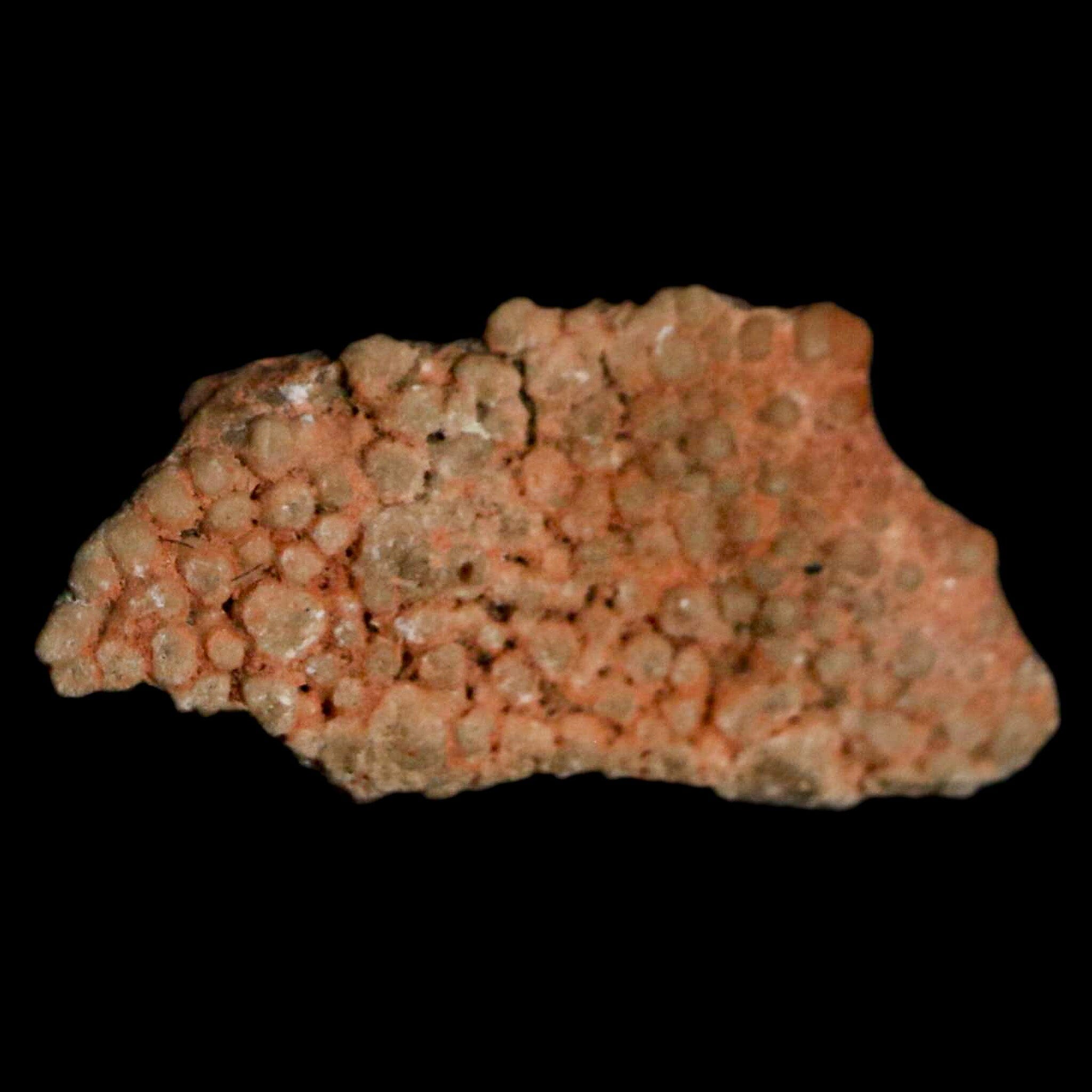 Authentic 0.6 Megaloolithus Titanosaur Dinosaur Fossil Egg Shell from Bouches-du-Rhône, France - Rare Collector's Item for Museum Display & Paleontology Enthusiasts | Perfect for Educational Exhibits, Home Decor, and Science Collections